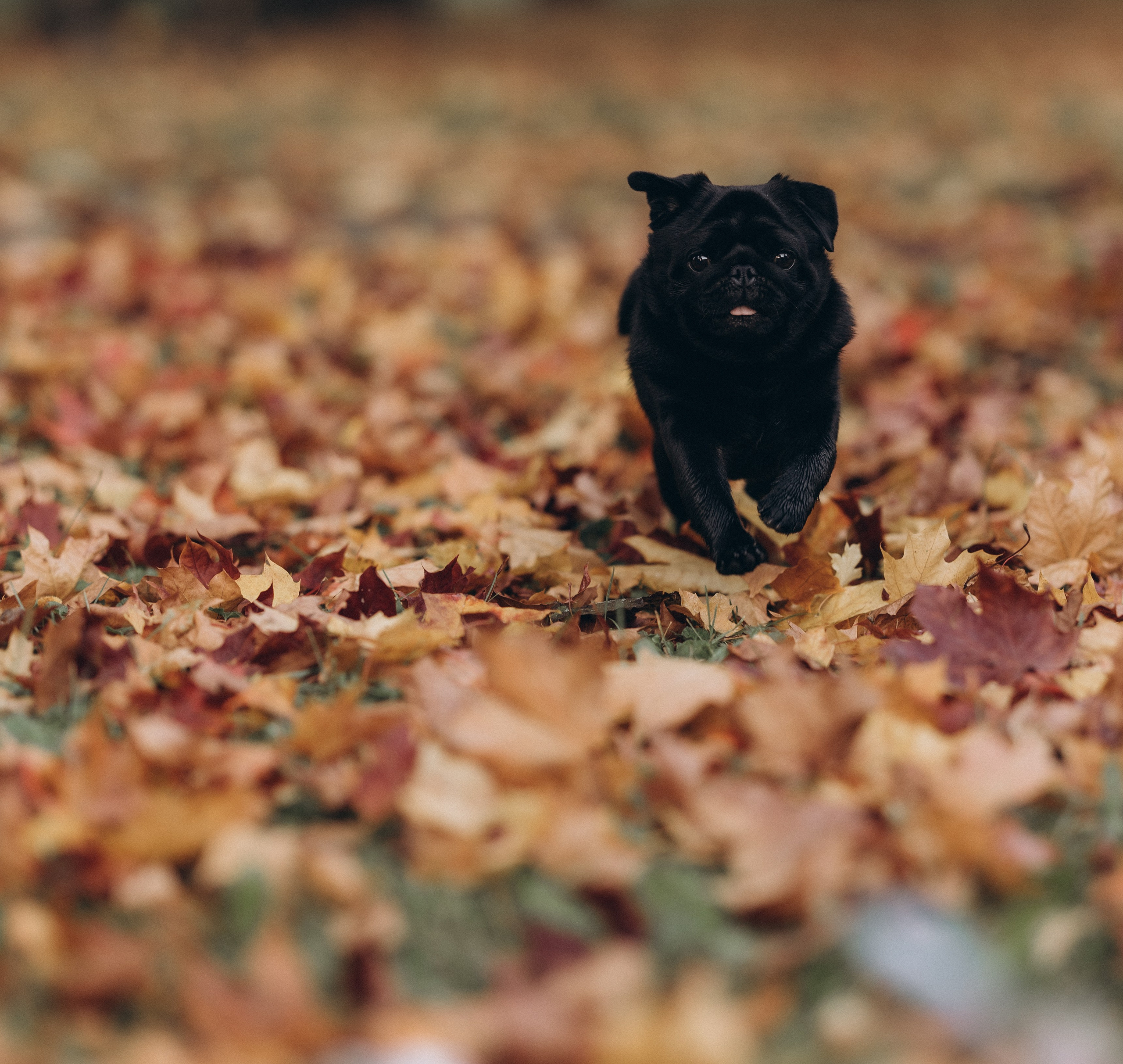 Варя, Ваня и Чарли. Татьяна Афонина | Фотограф