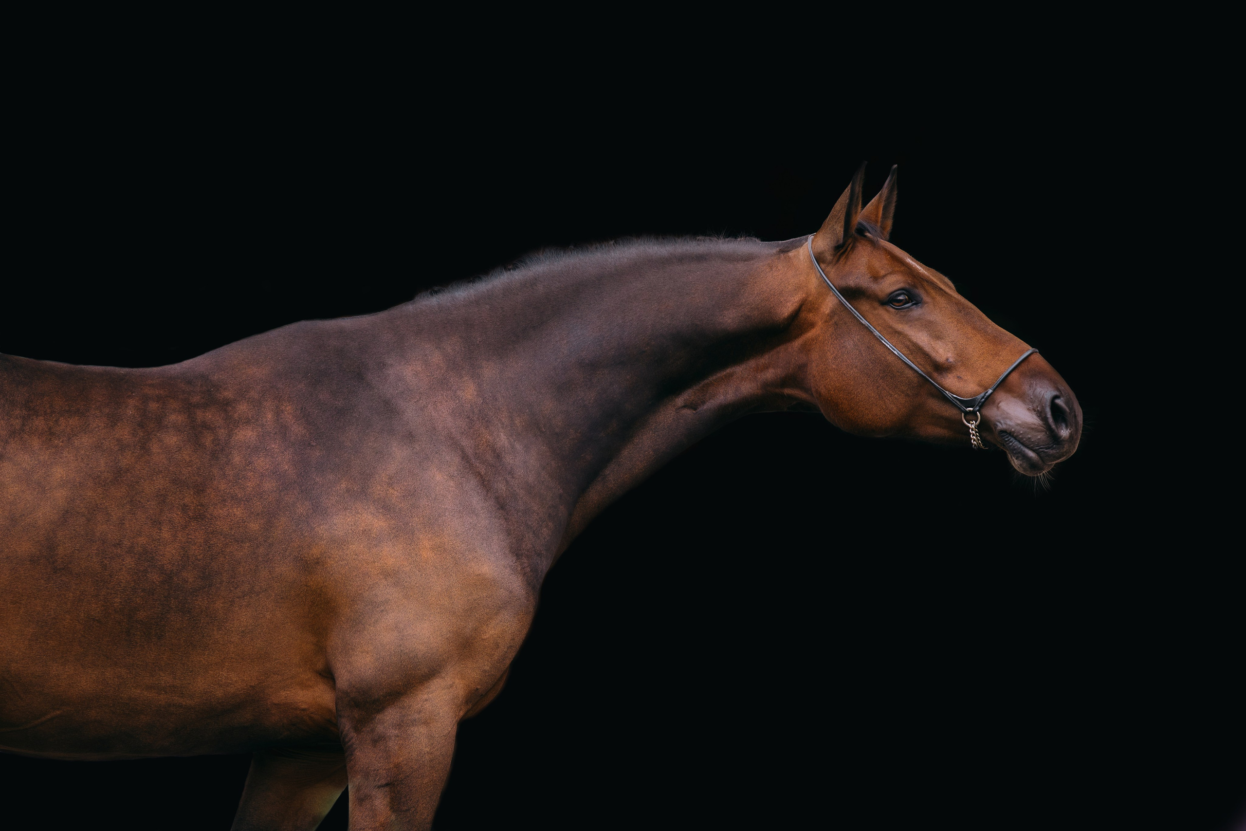 На черном фоне. Фотограф-анималист Ксендзова Кристина