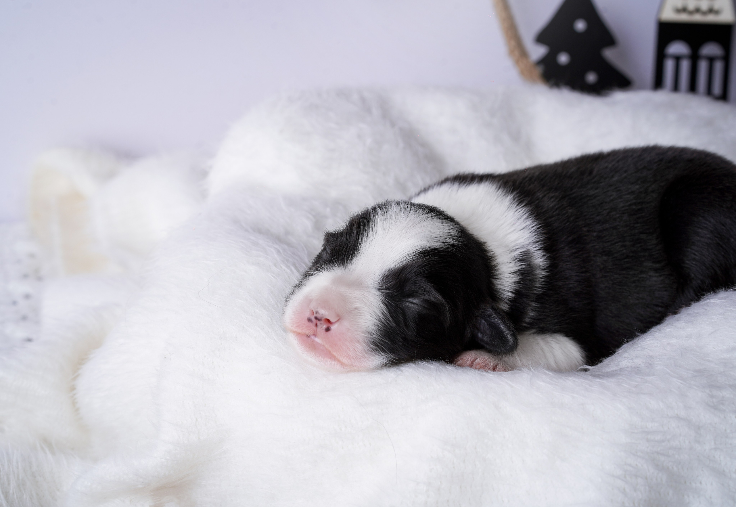 Щенки австралийской овчарки. Фотограф-анималист в Санкт-Петербурге Яна Мартынова