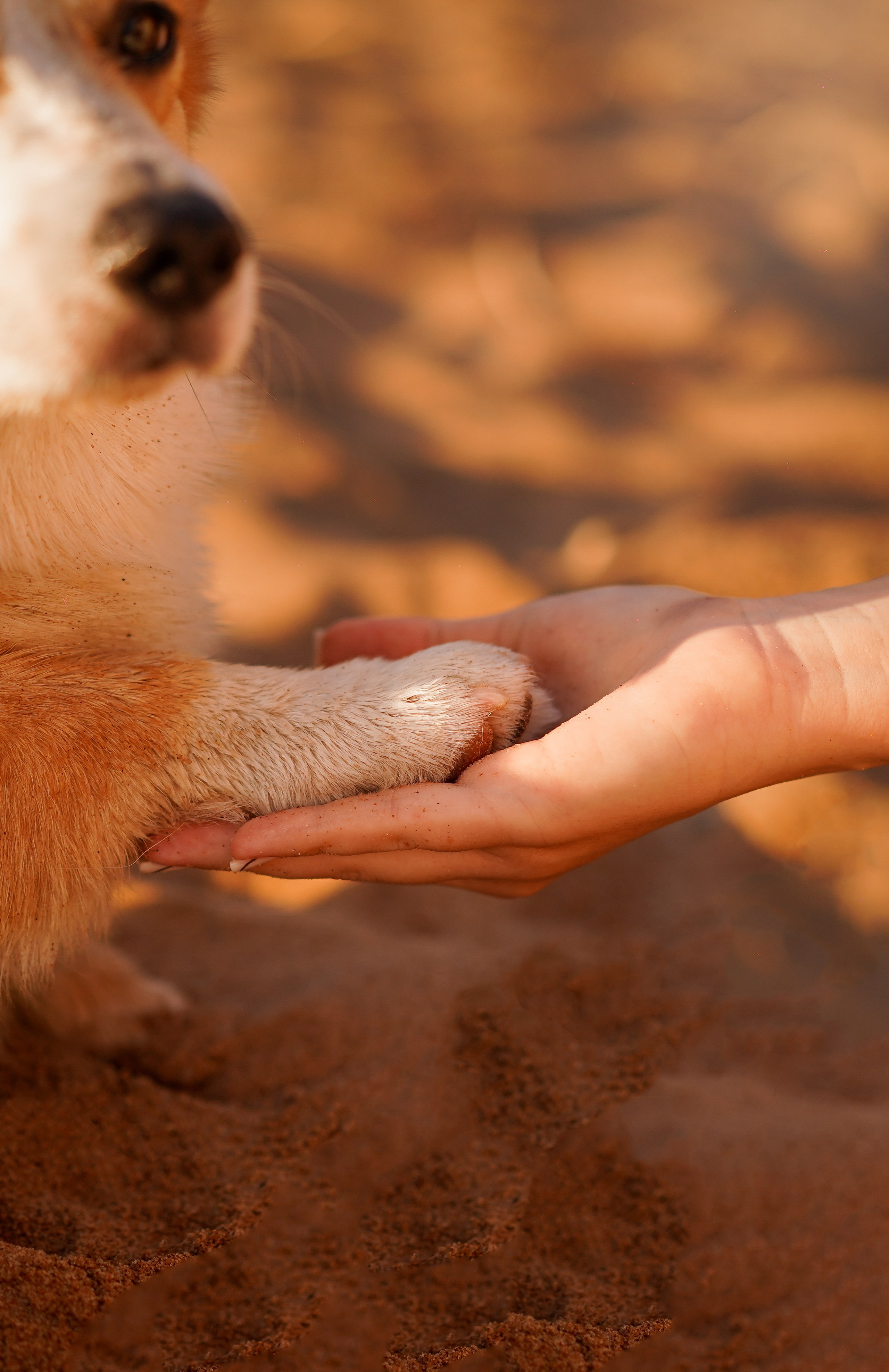 Таня и Оливер. Фотограф-анималист в Санкт-Петербурге Яна Мартынова