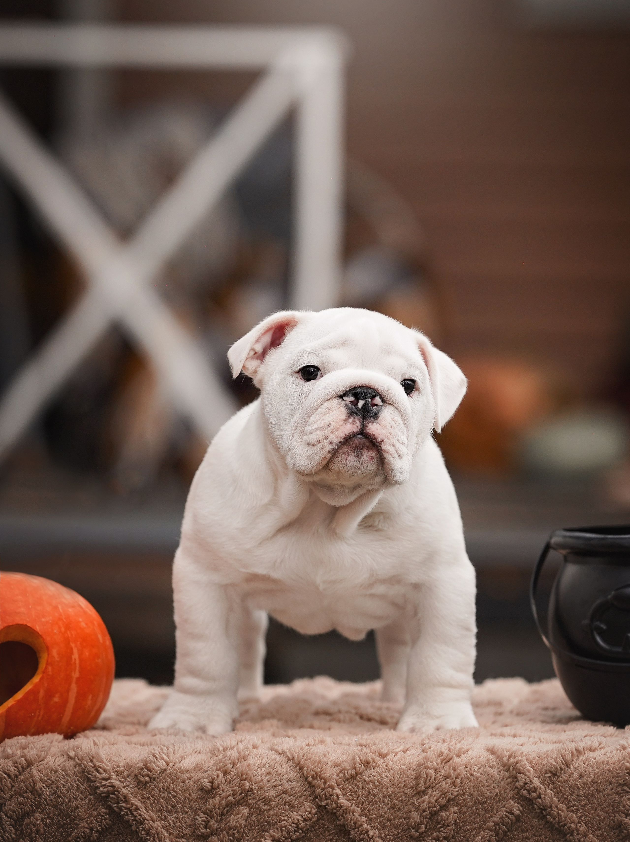 Щенки бульдога. Фотограф-анималист в Санкт-Петербурге Яна Мартынова