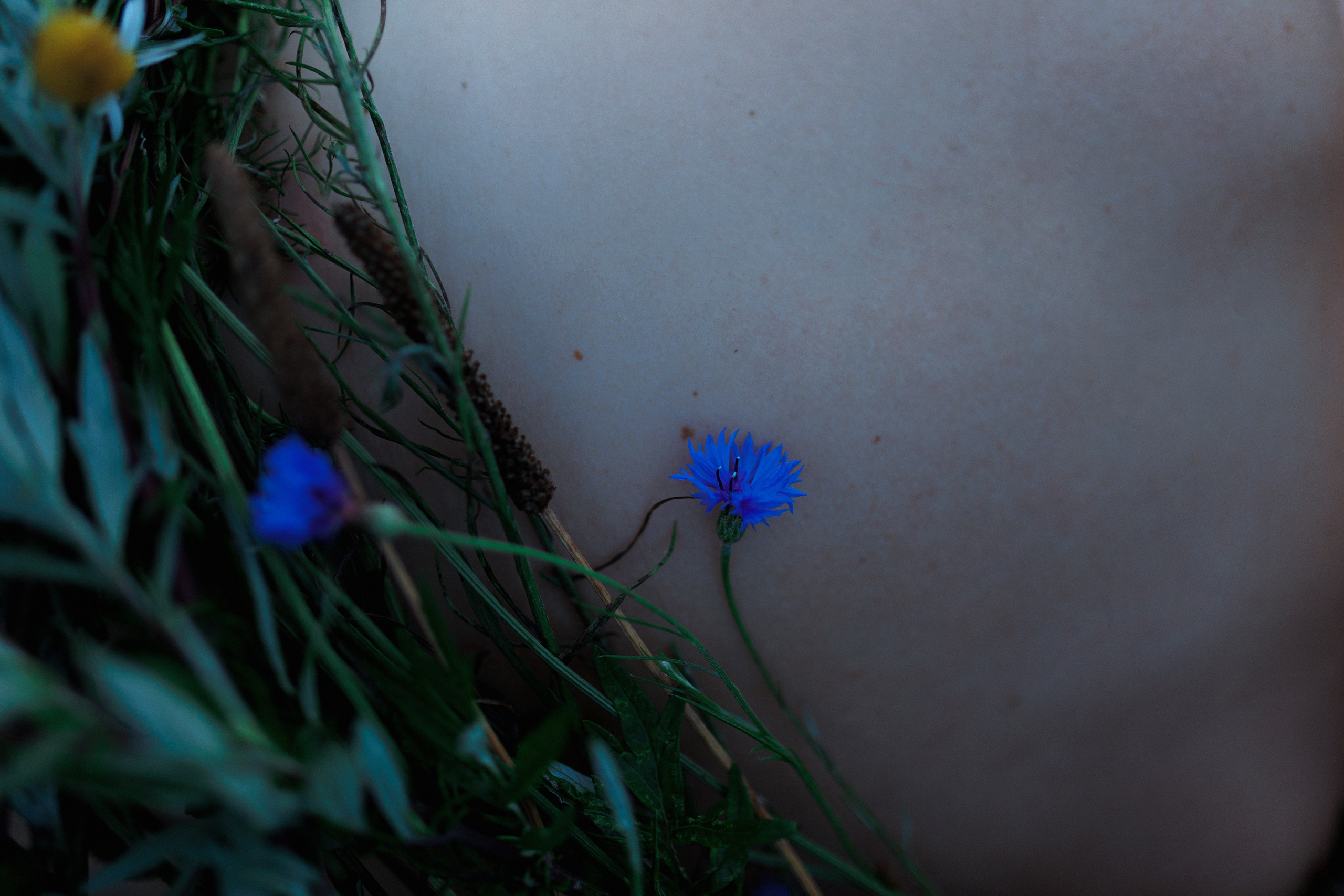 Загородное волшебство. Настя Оленченко, портретный/семейный фотограф на цифру и плёнку Москва