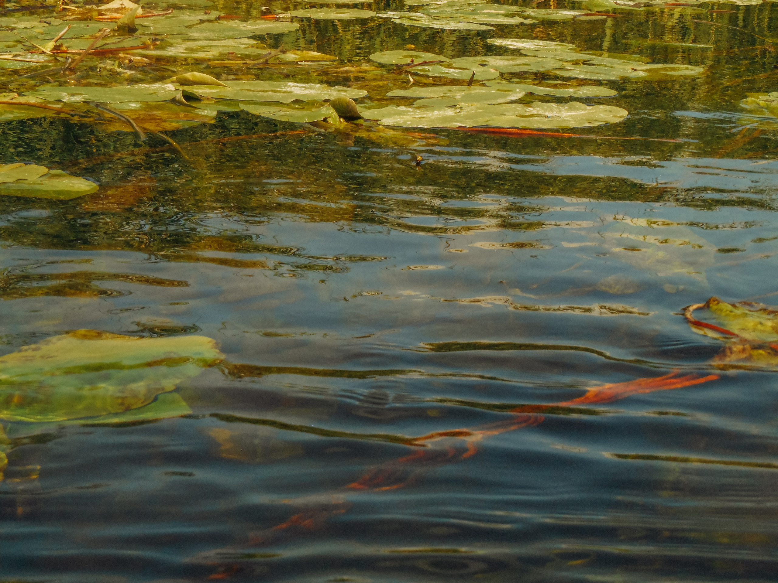Воронеж. Репортажный и портретный фотограф в Липецкой, Воронежской, Московской области Тёма Белоусов