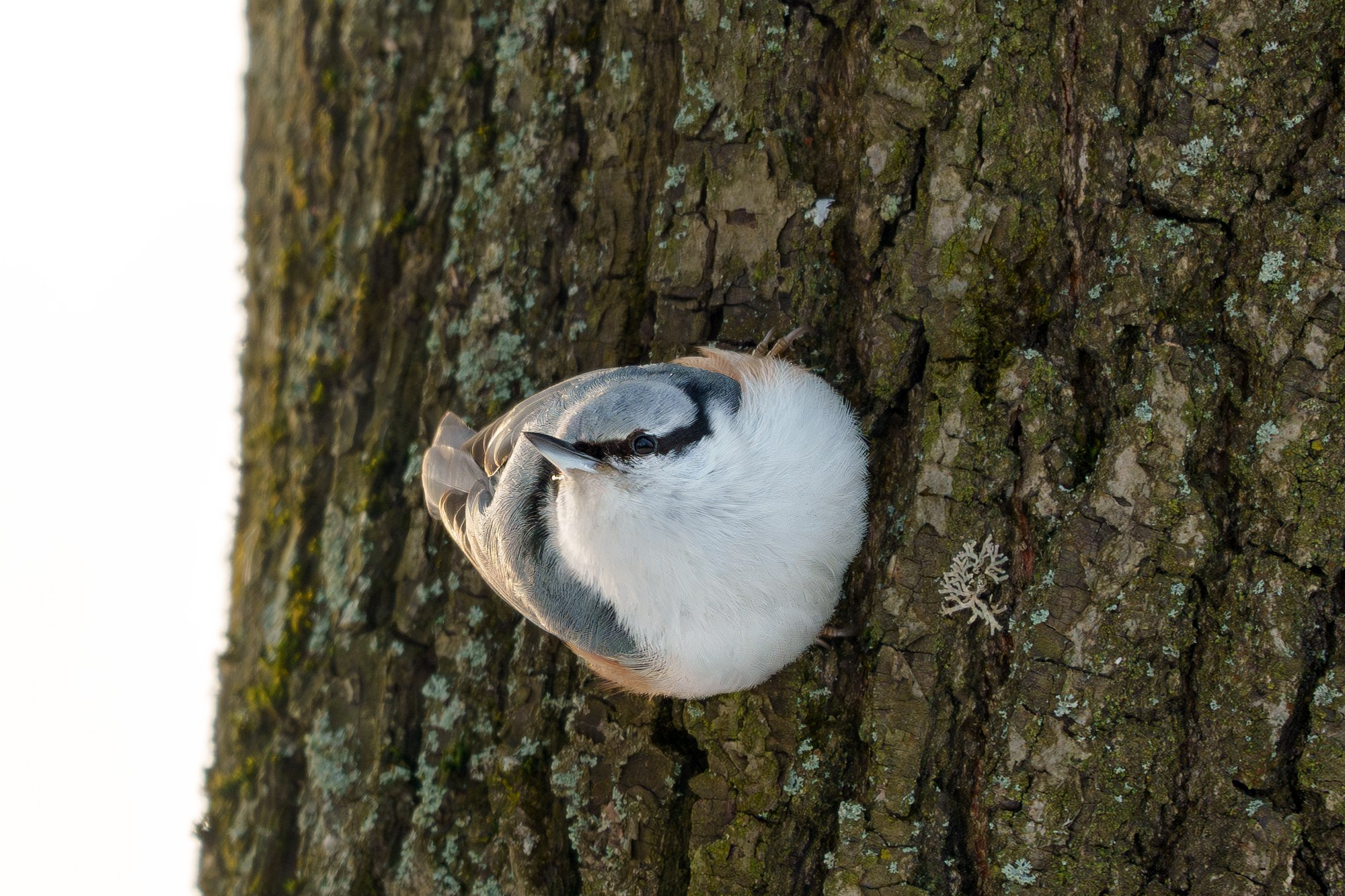 Удивительные мир птиц. Вокруг нас столько прекрасного — присмотритесь!. Ваш личный фотограф Марина Волкова