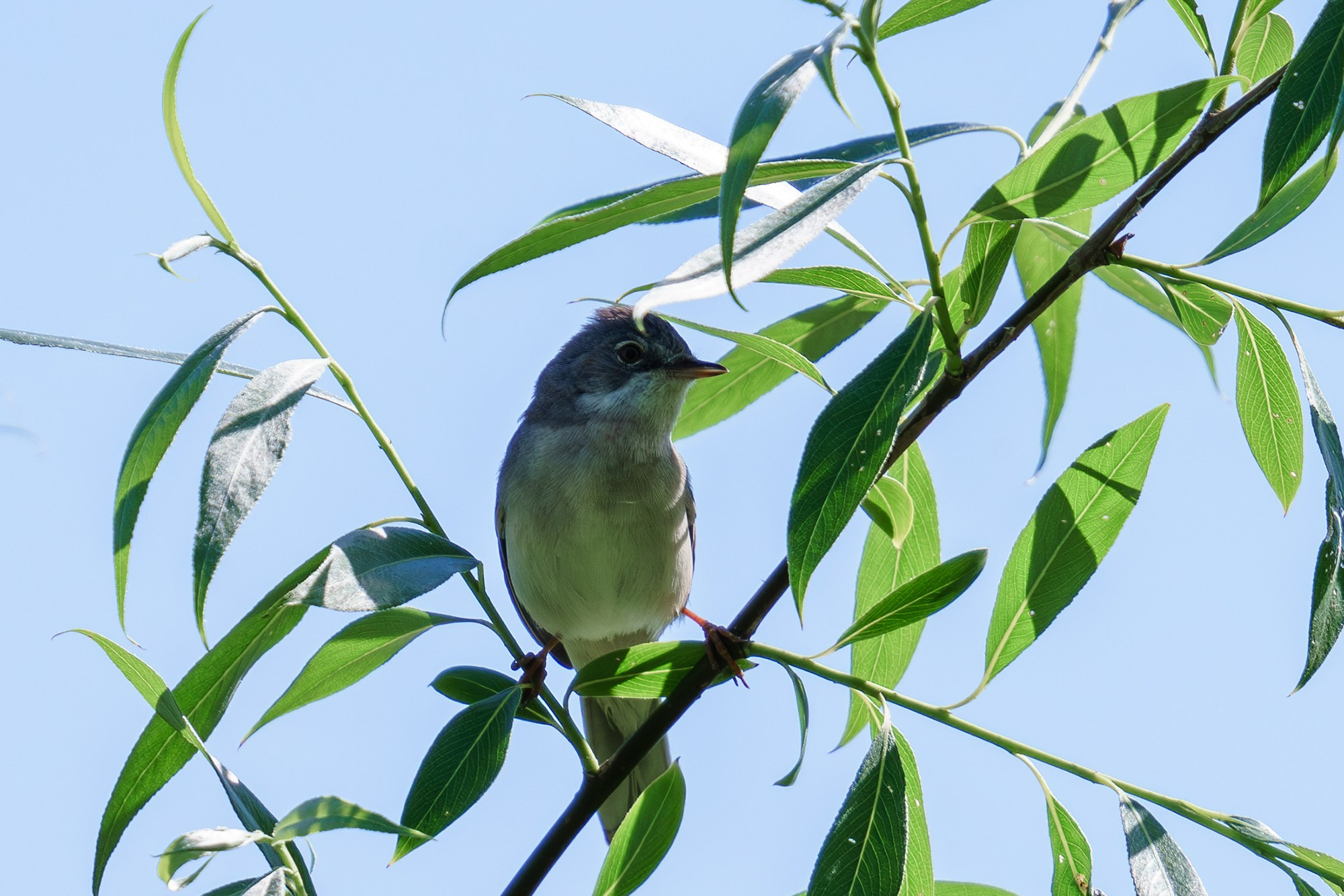 Удивительные мир птиц. Вокруг нас столько прекрасного — присмотритесь!. Ваш личный фотограф Марина Волкова