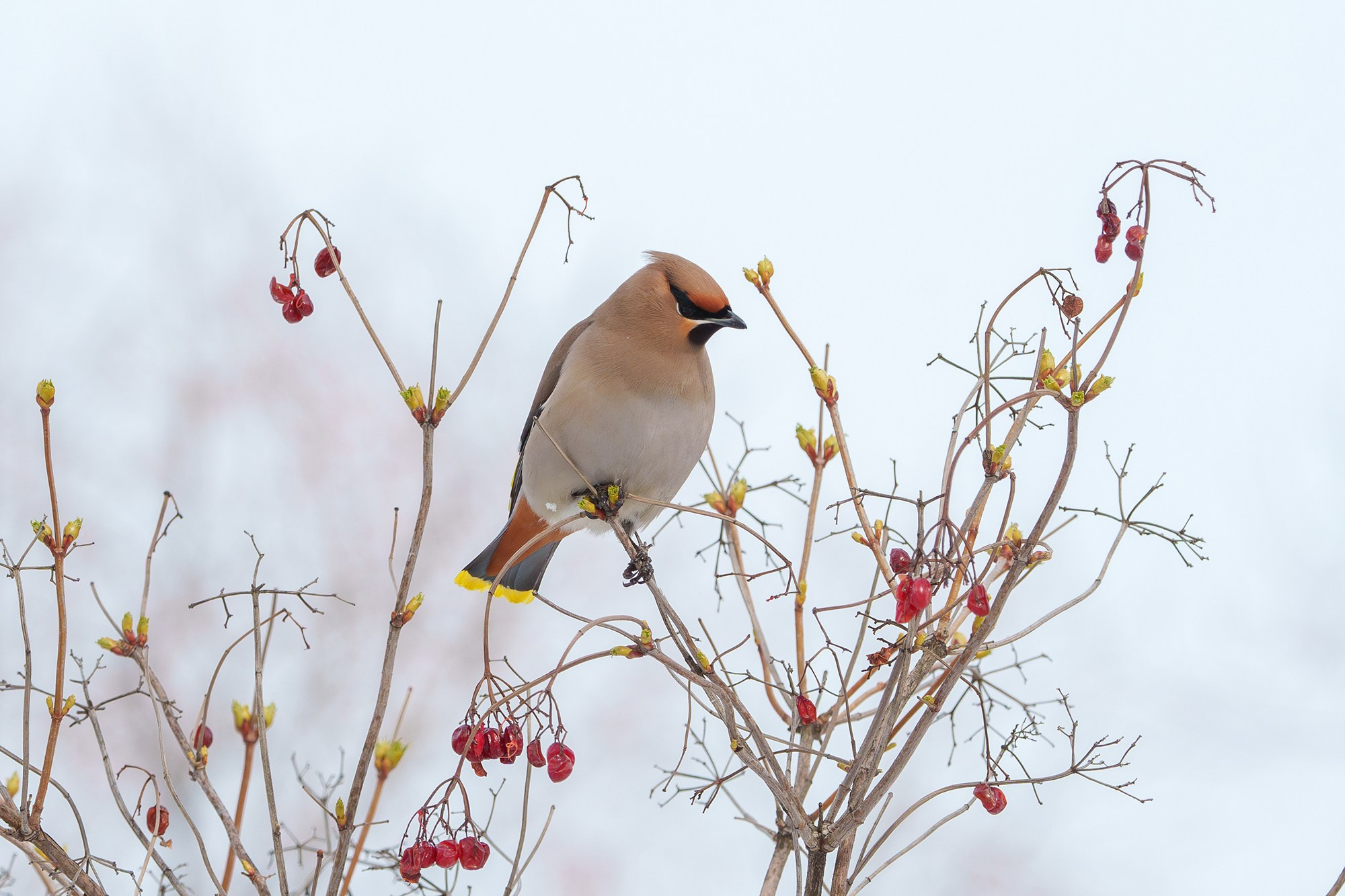 Удивительные мир птиц. Вокруг нас столько прекрасного — присмотритесь!. Ваш личный фотограф Марина Волкова