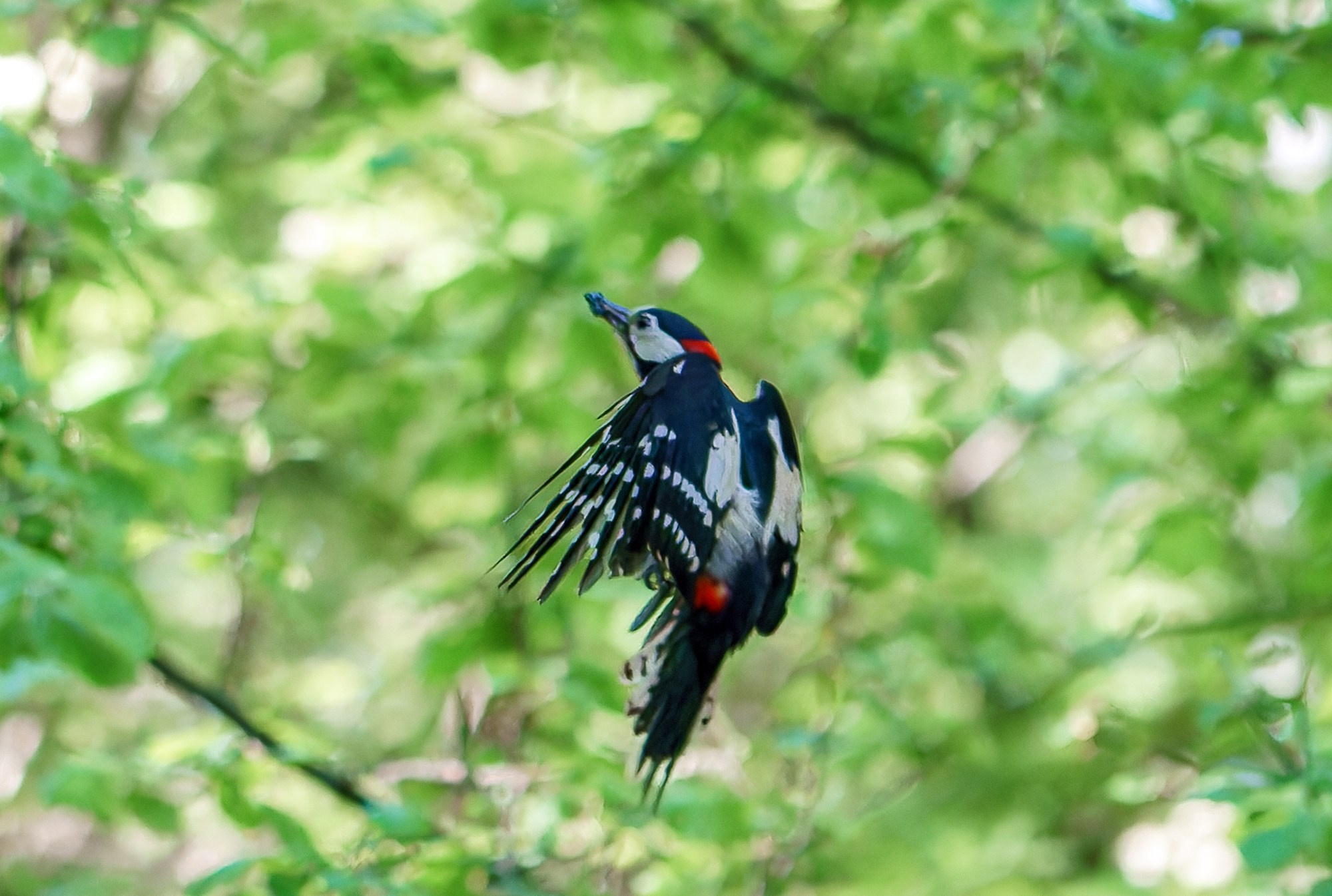 Удивительные мир птиц. Вокруг нас столько прекрасного — присмотритесь!. Ваш личный фотограф Марина Волкова