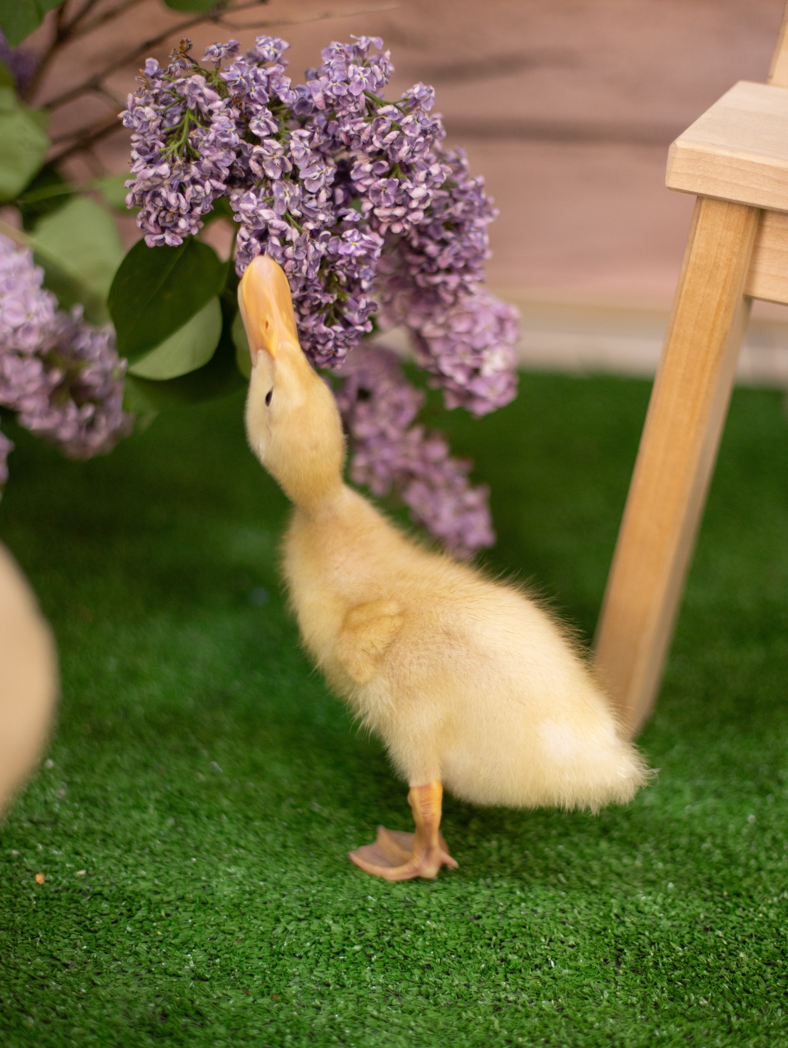 Пасха Утята. Лучший фотограф Краснодара (по версии моей мамы)