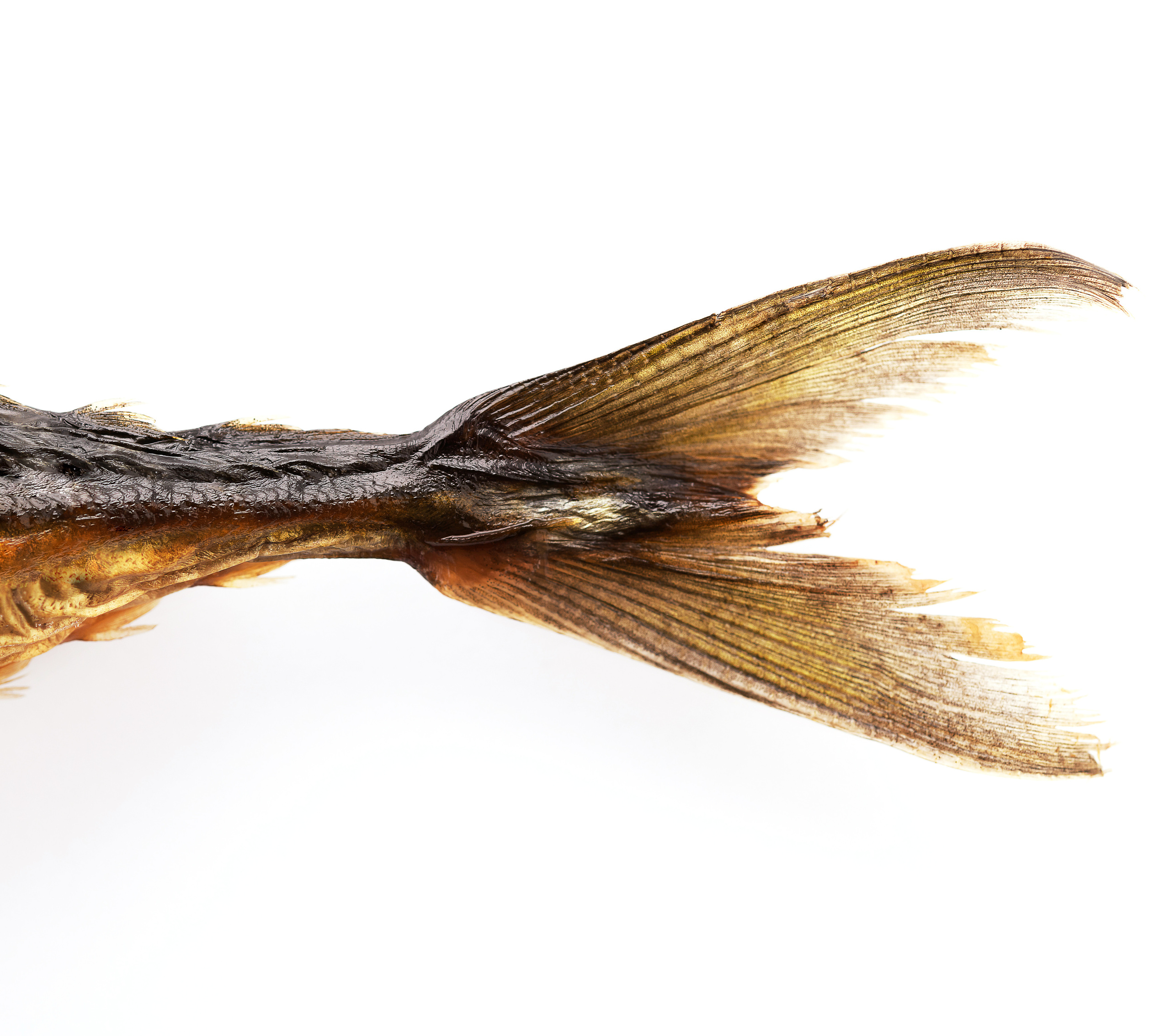 Food-фотография. Фотограф — Рустам Бикулов. Коммерческая фотография, фуд-фотография