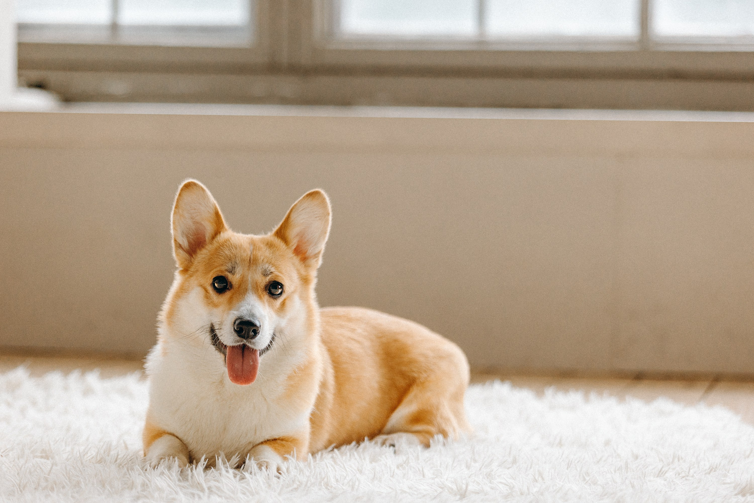 Семья с корги. Фотограф. Фотограф-анималист. Москва