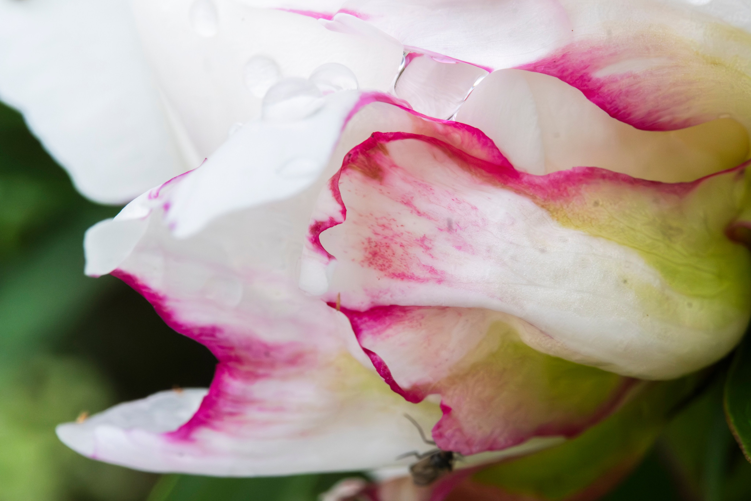 Макро жизнь. KRUTOVA_фотографирую жизнь