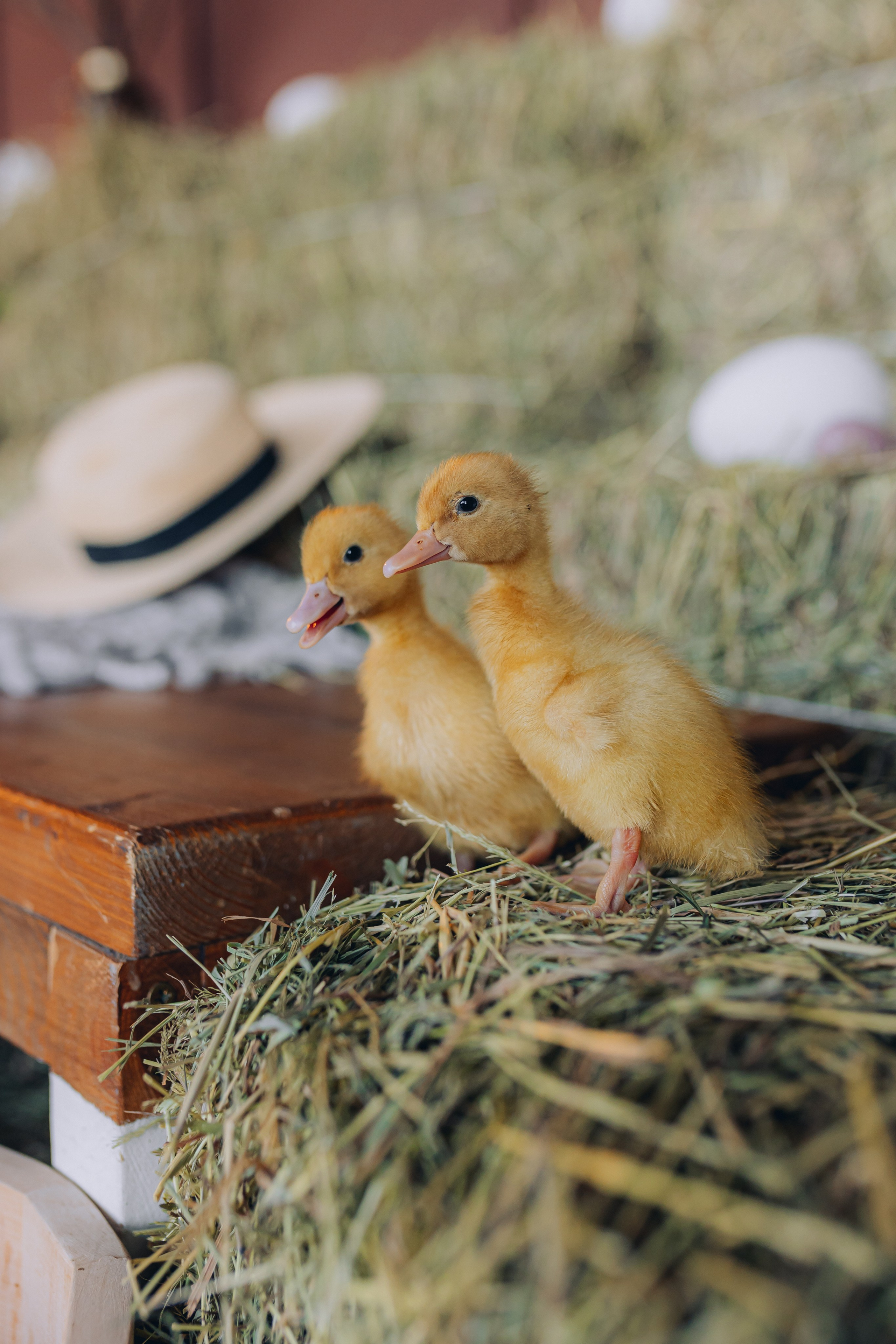 ETO Studio — фотостудия в Минске. Понравилась студия? Напишите — организую съёмку именно здесь. Фотограф в Минске Людмила Дутко