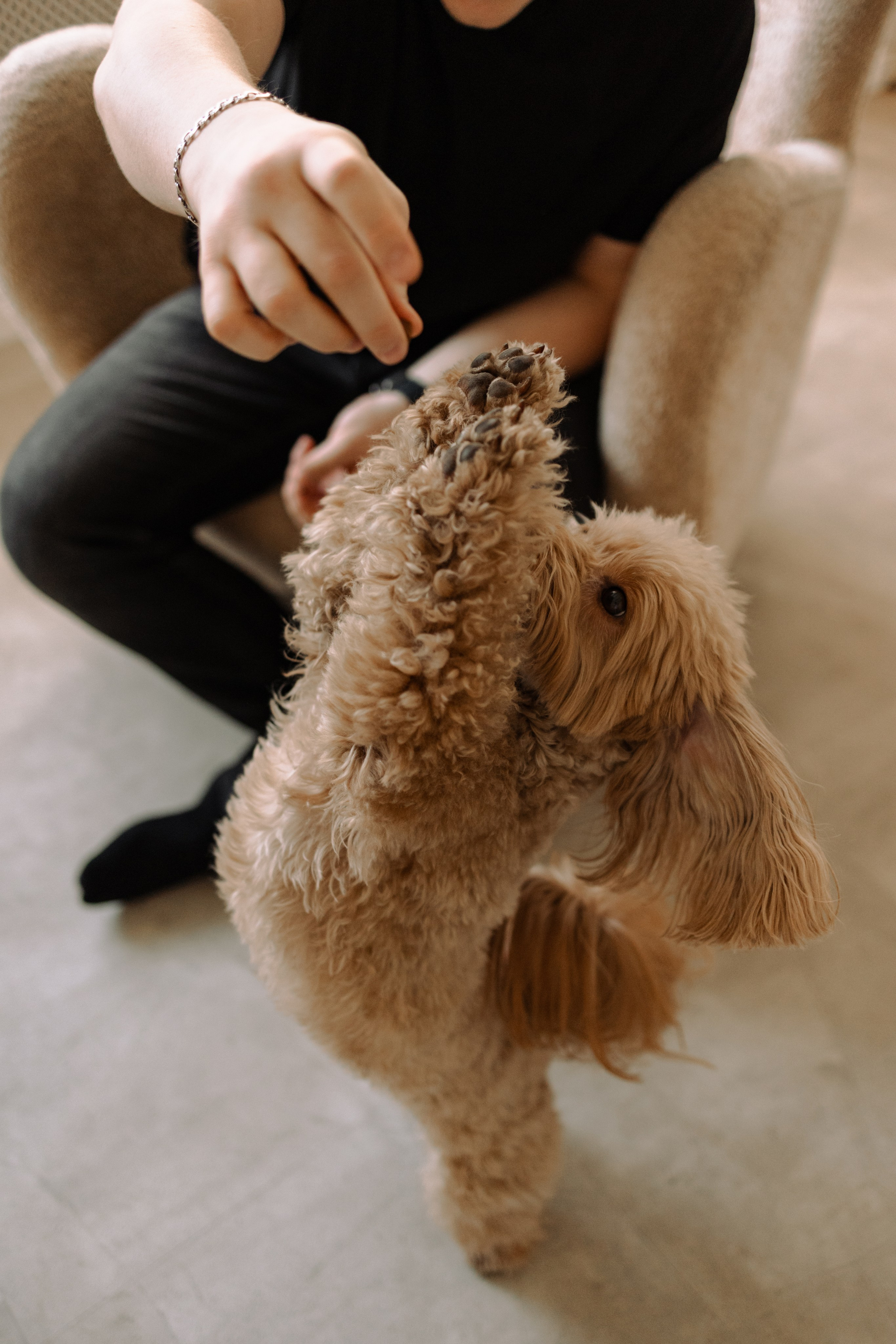 Шкипер и его семья. Фотограф — Анималист | Санкт-Петербург