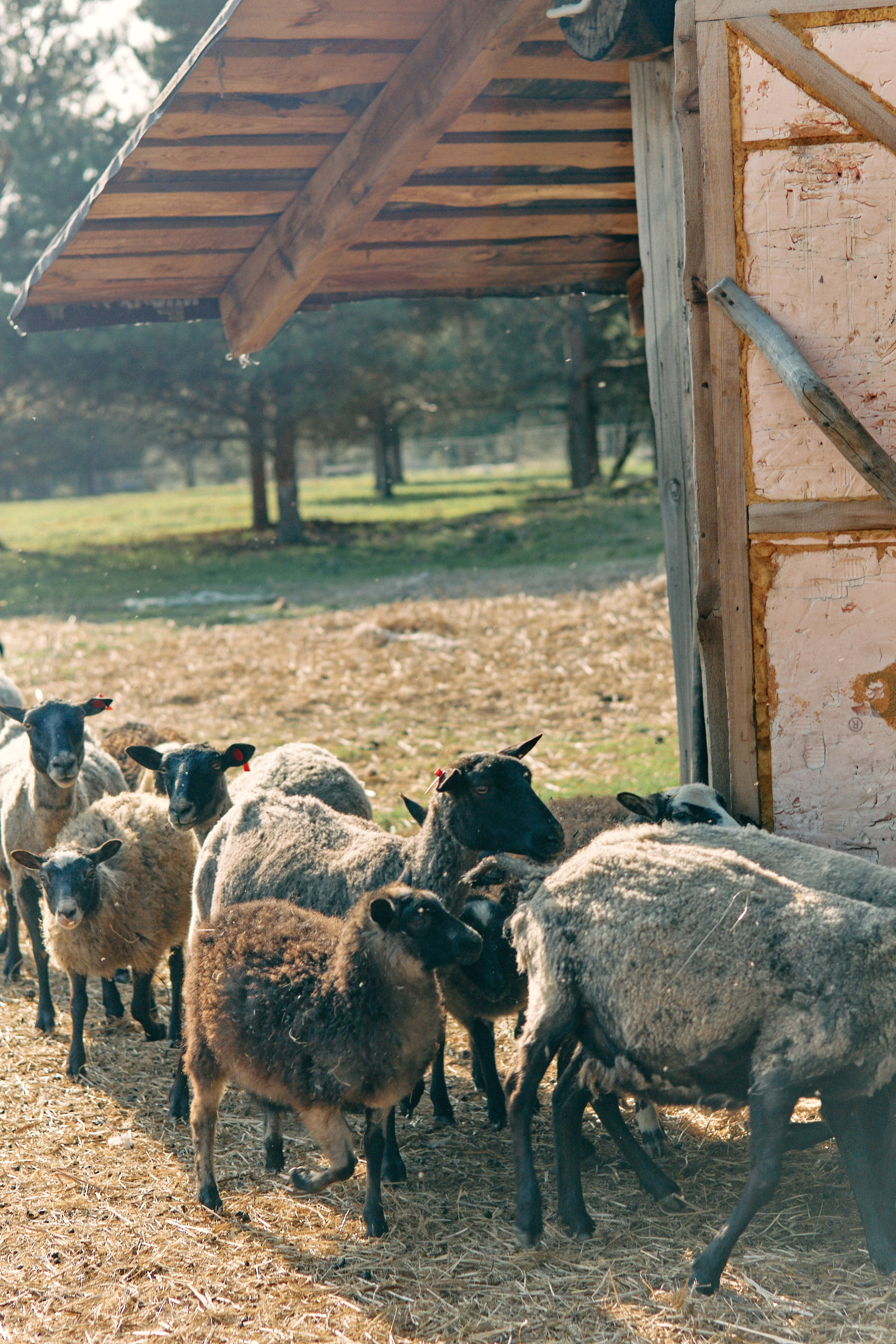Бутик-отель Поле летом. Профессиональный Фотограф во Владимире, в Москве и в Суздале — Полина Романычева