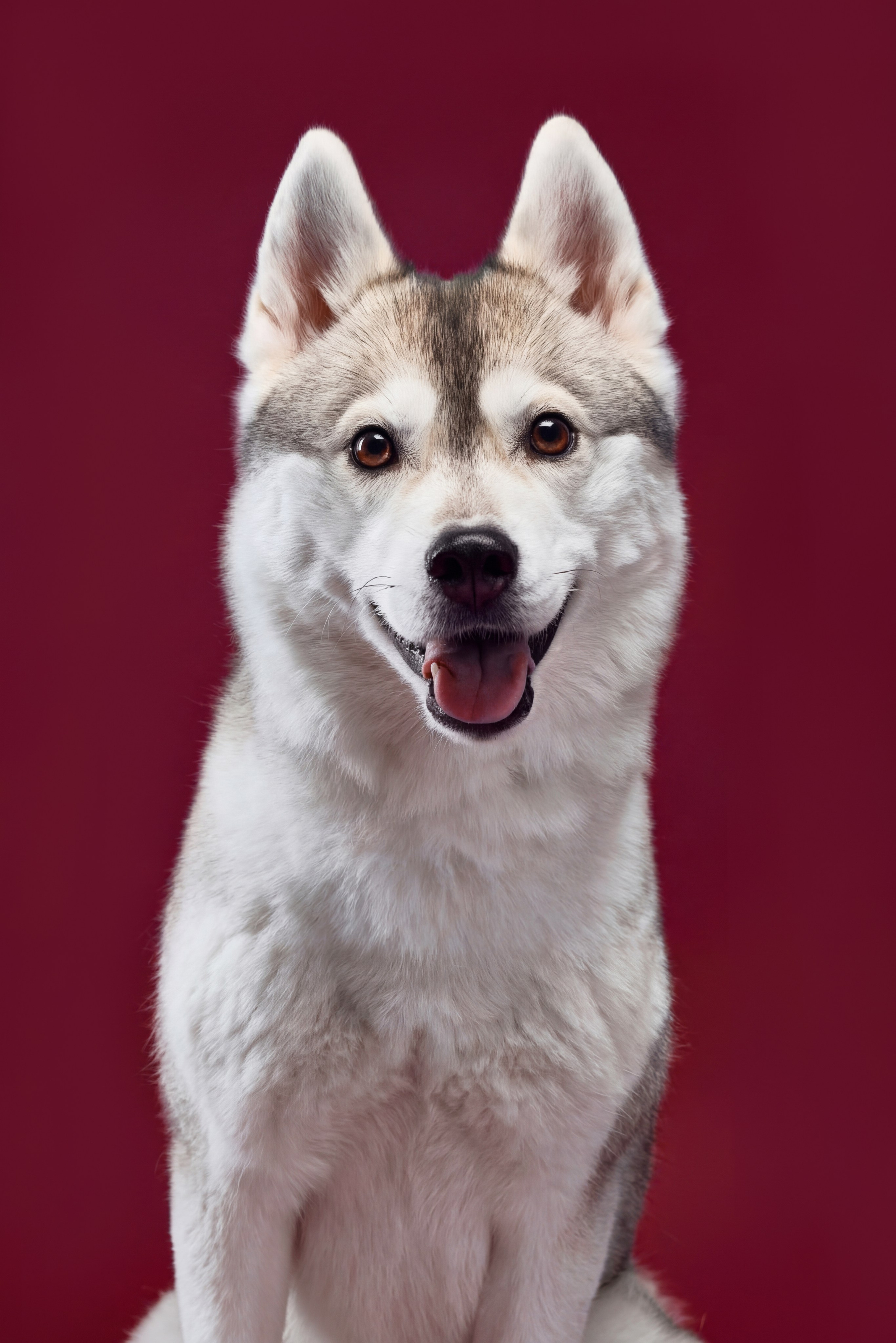 Pet photography. Фотограф Макс Давыдов