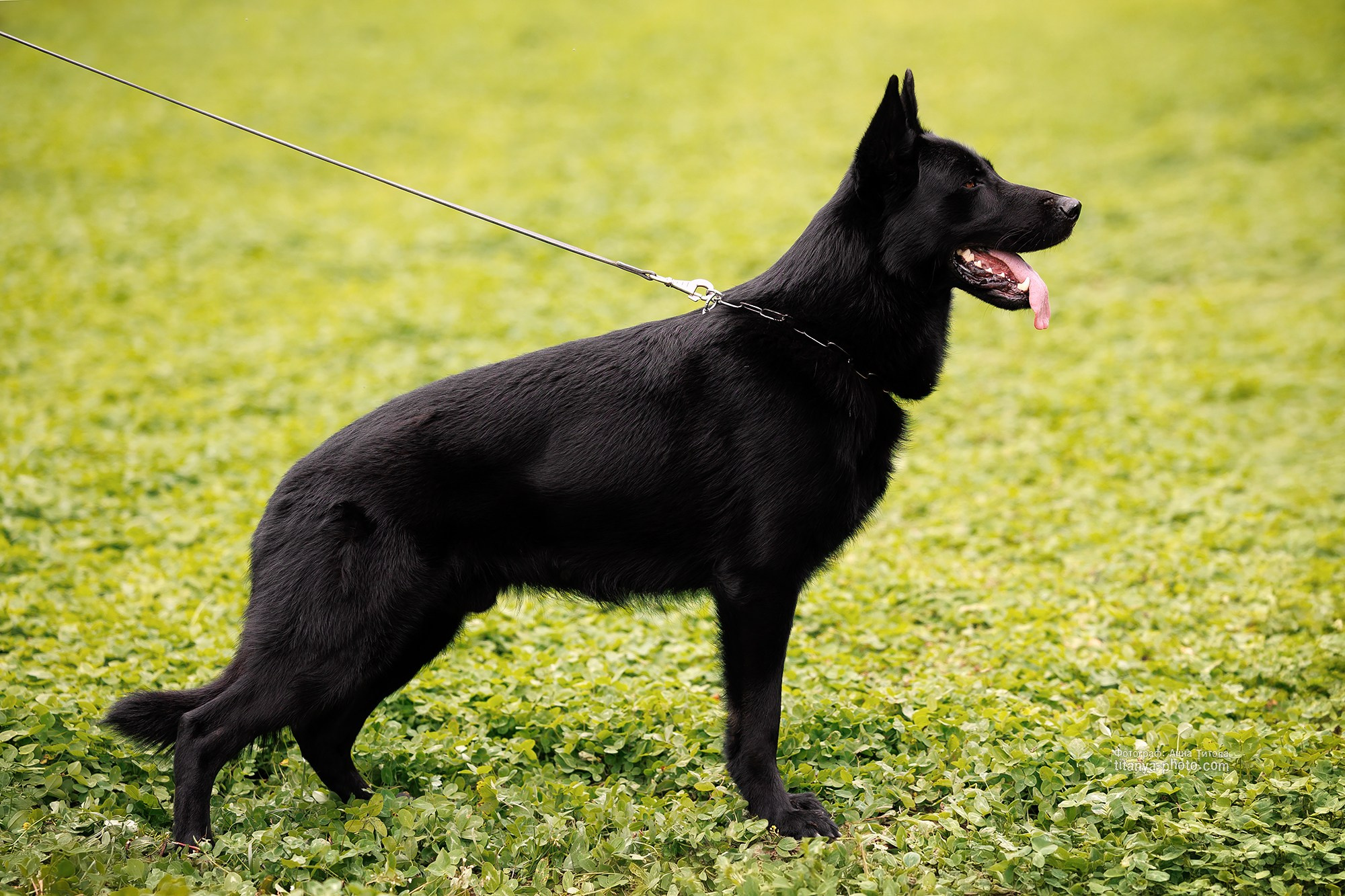 Фото немецких овчарок. Фотограф собак, фотограф-анималист Аня Титова (Titanya). Москва