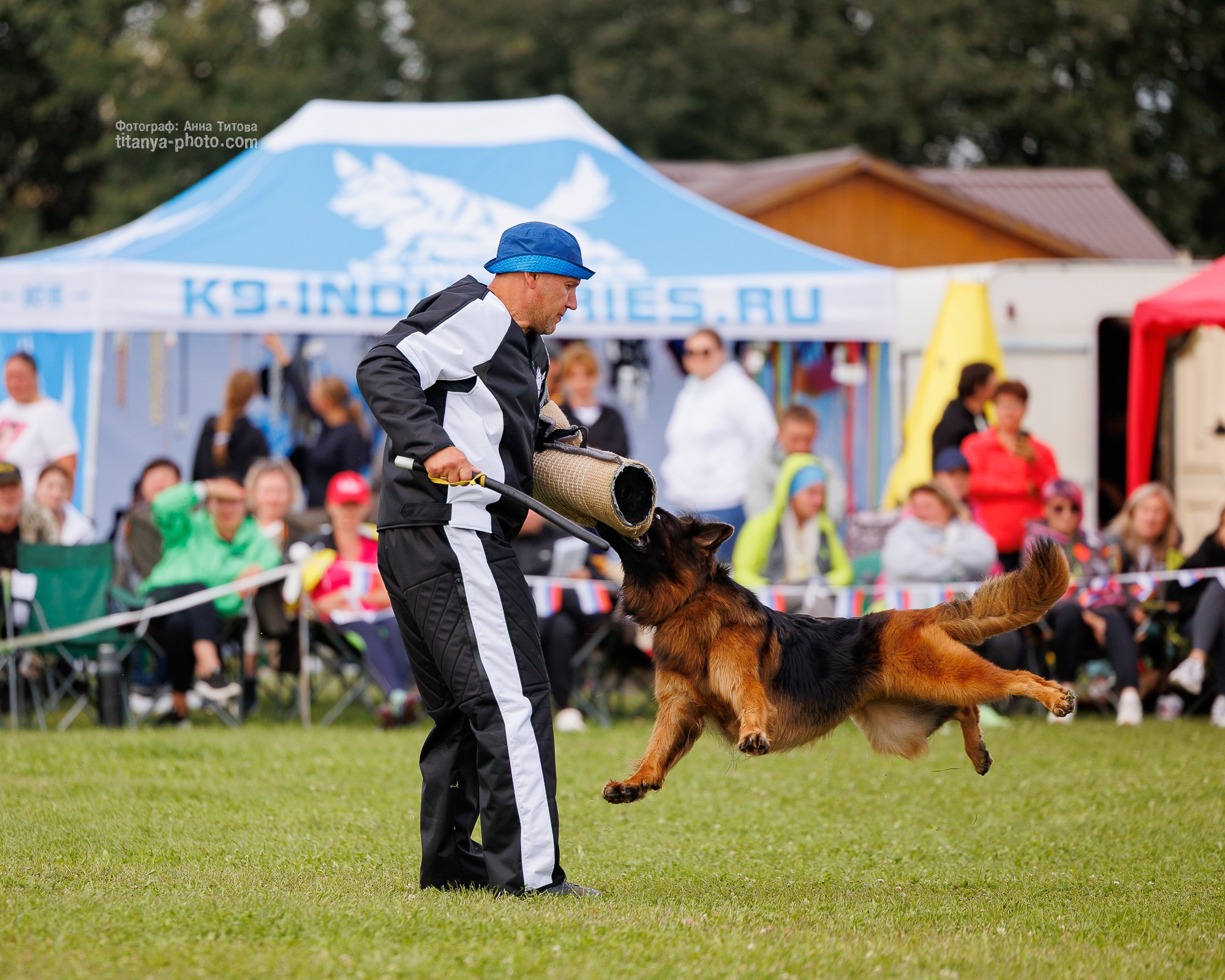 Немецкие овчарки: фото из рингов и вне ринга, мутпроба (фотографии с выставок). Фотограф собак, фотограф-анималист Аня Титова (Titanya). Москва