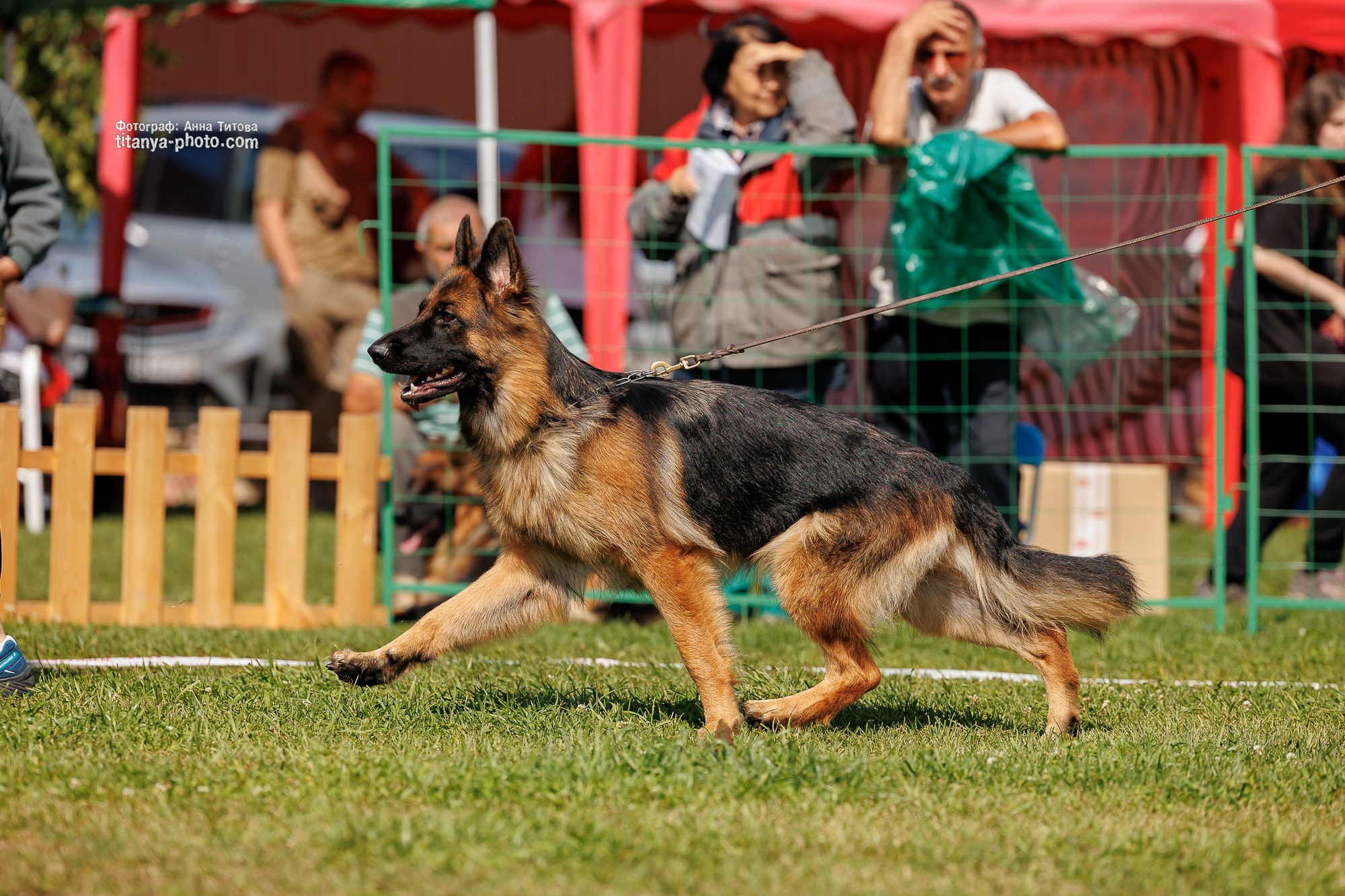 Немецкие овчарки: фото из рингов и вне ринга, мутпроба (фотографии с выставок). Фотограф собак, фотограф-анималист Аня Титова (Titanya). Москва