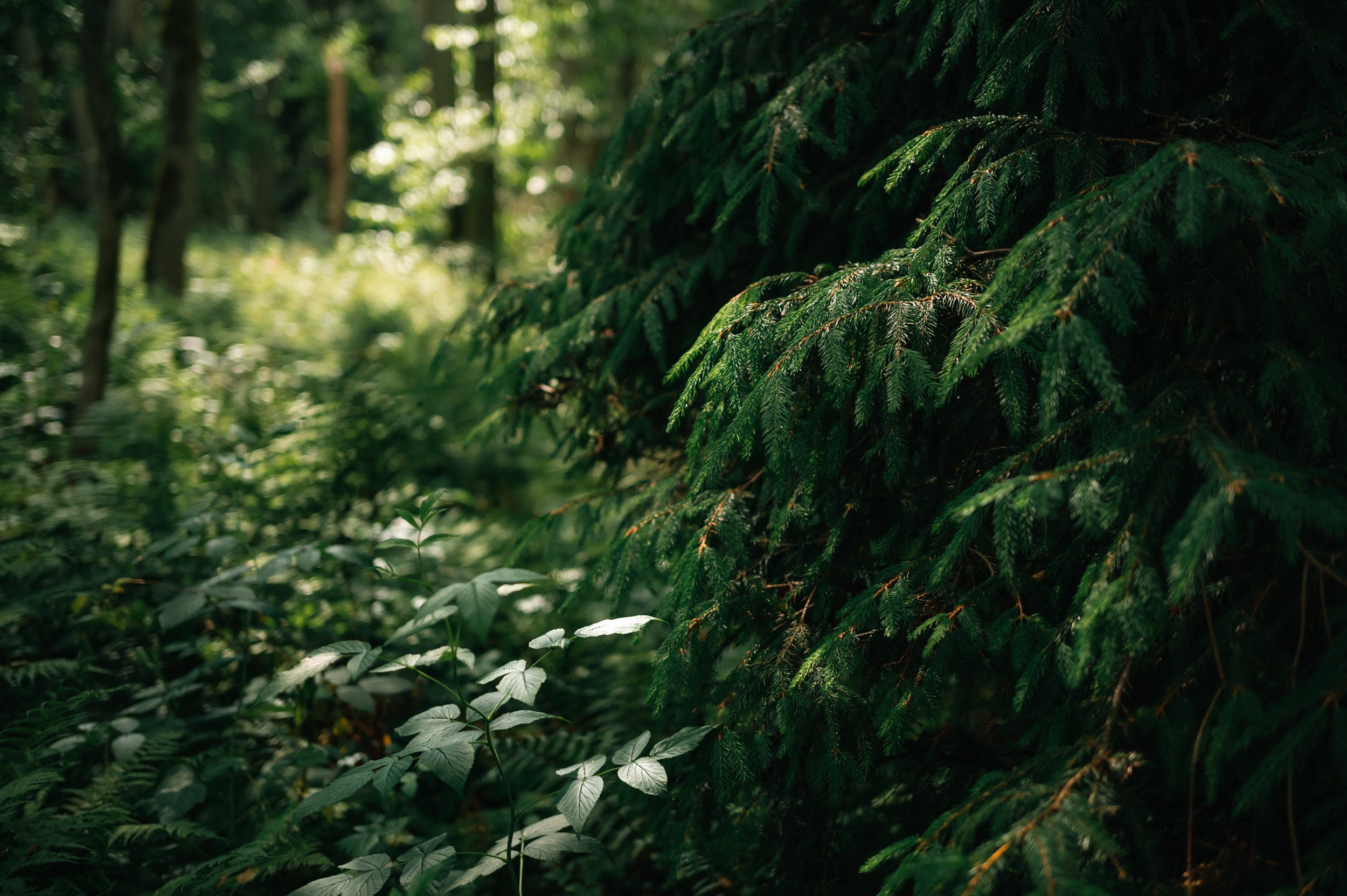 Куршская коса. Фотограф и видеооператор в Туле | Даниил Рыбак