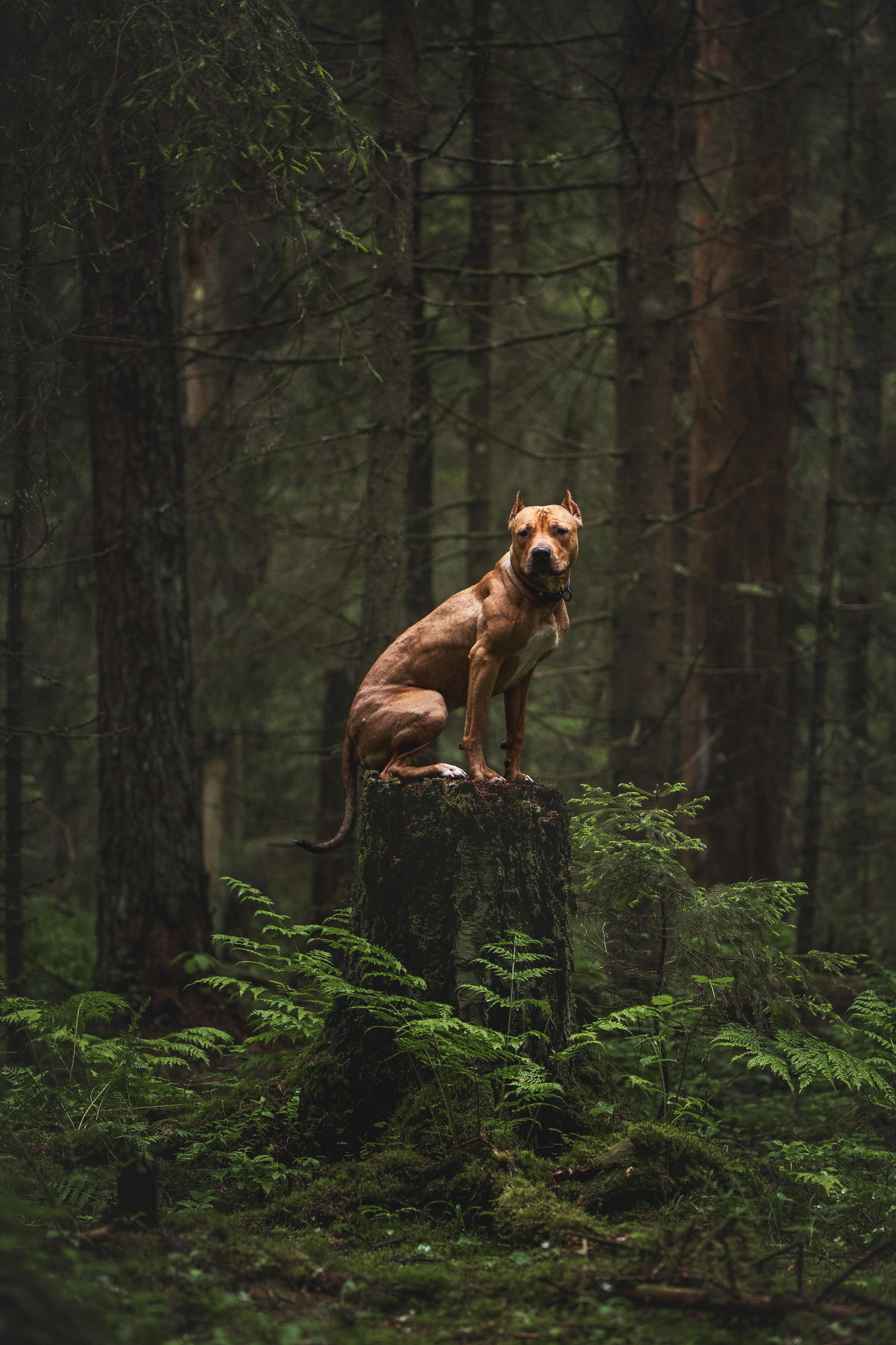 Фотопрогулки. Фотограф для людей и их питомцев Вика Шальнева