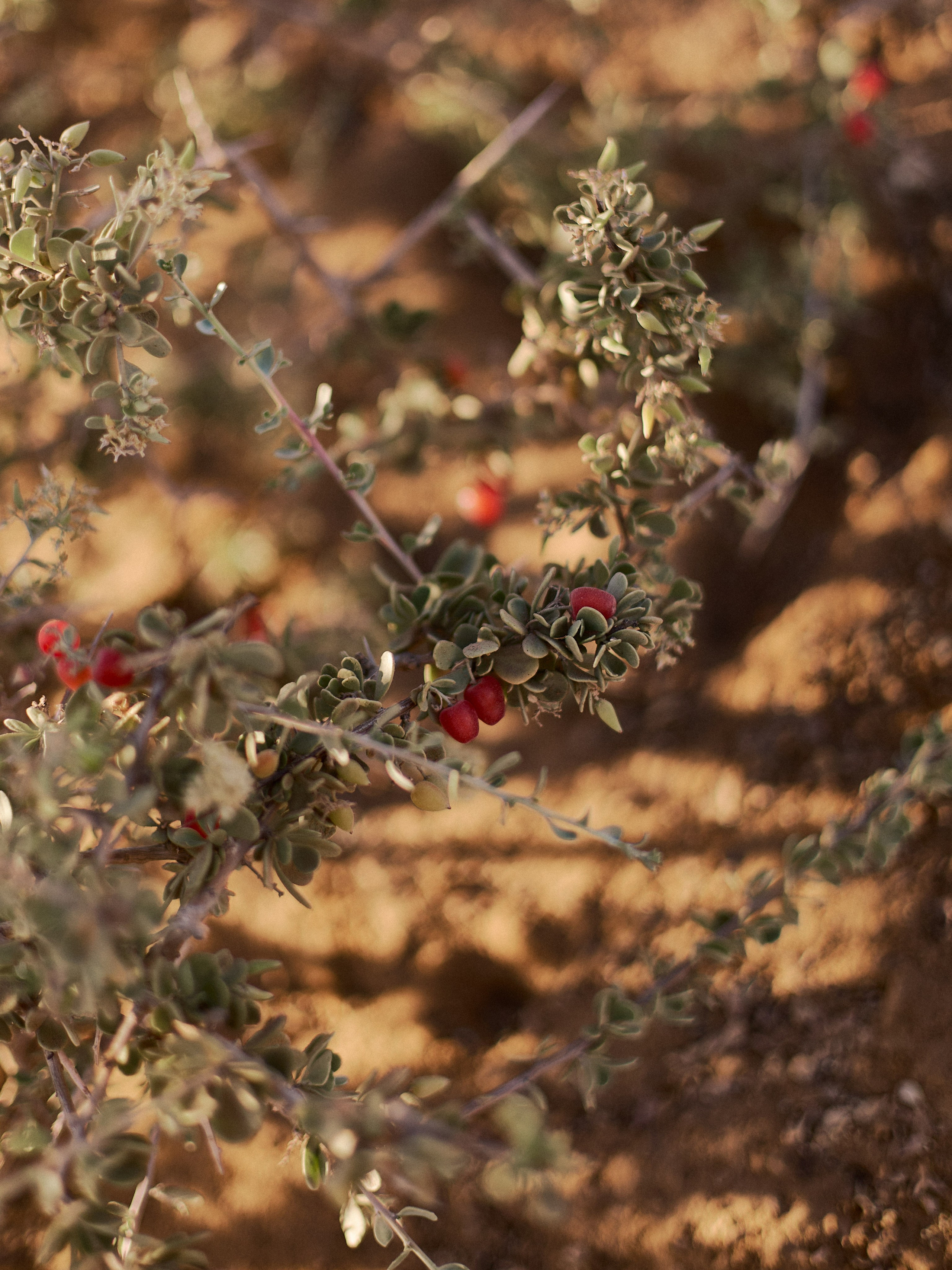 Другое 2. Jorgis Talè — photographer, kind person, teacher of arts and other mag