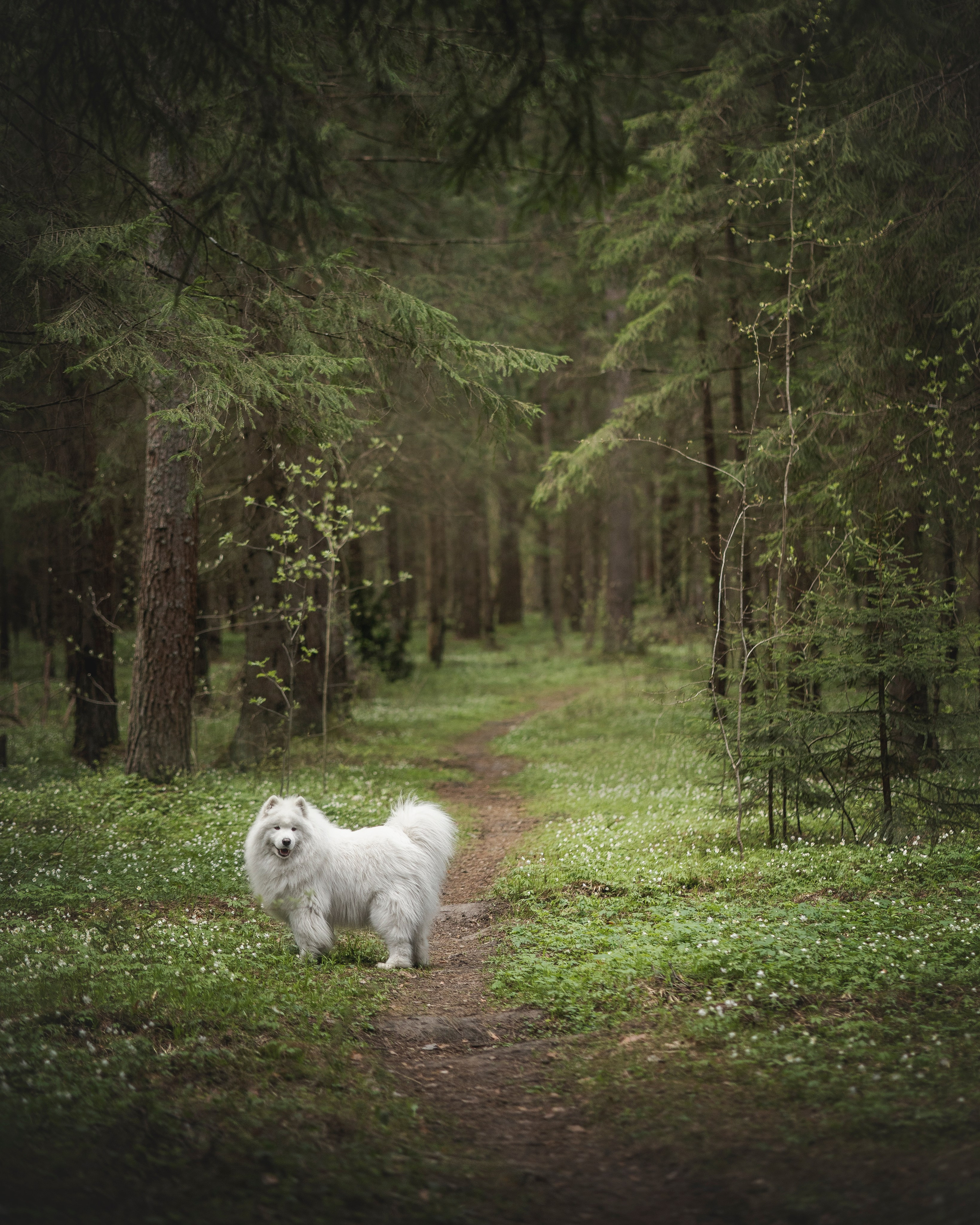 Фото собак, животных весной. Фотограф анималист в Москве Майорова Евгения
