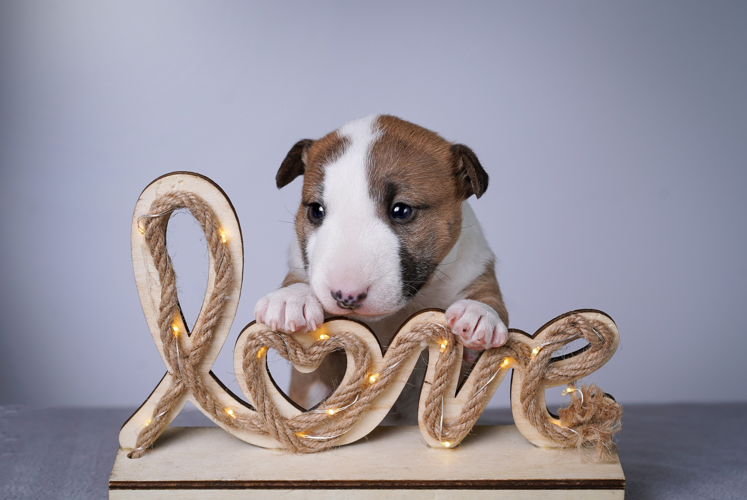 Щенки минибуля. Фотограф-анималист в Санкт-Петербурге Яна Мартынова