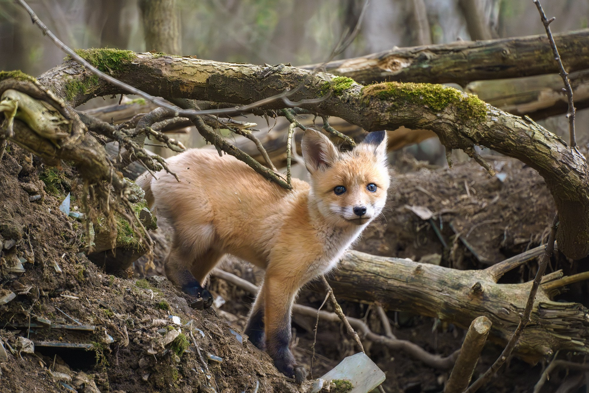 Животные. Ваш личный фотограф Марина Волкова