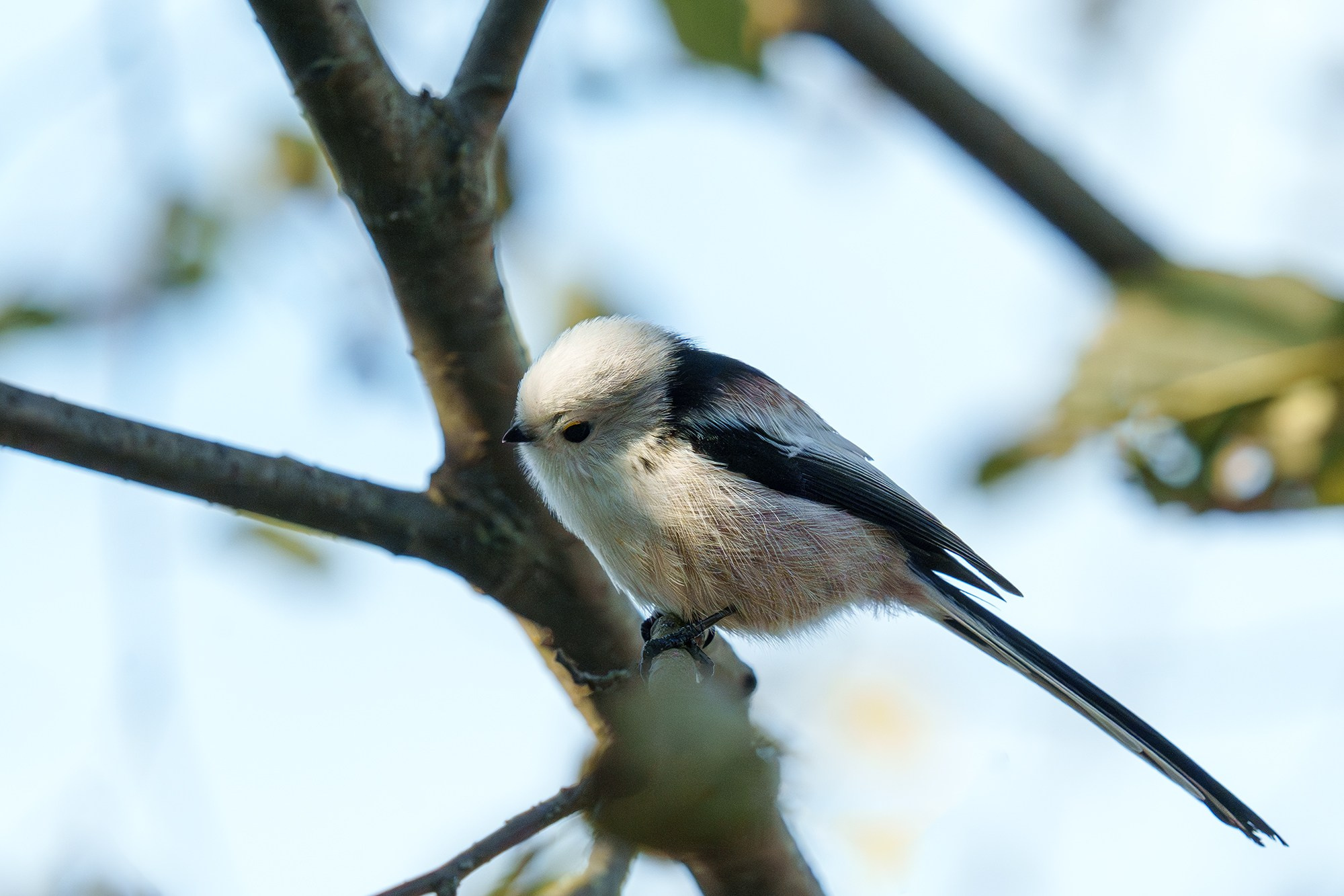 Удивительные мир птиц. Вокруг нас столько прекрасного — присмотритесь!. Ваш личный фотограф Марина Волкова