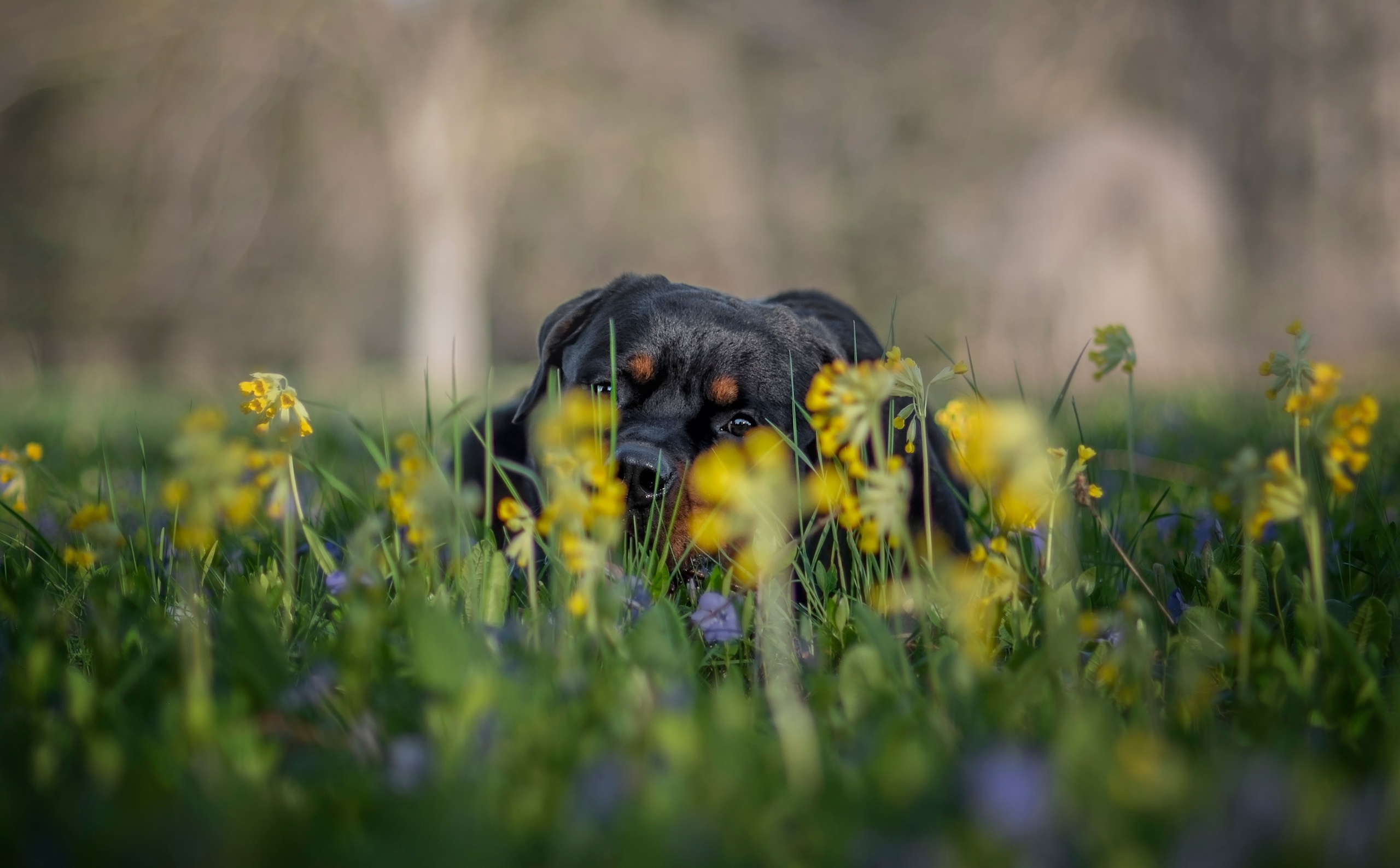 Кайрос. Фотограф анималист Ставрополь Яна Кудлай