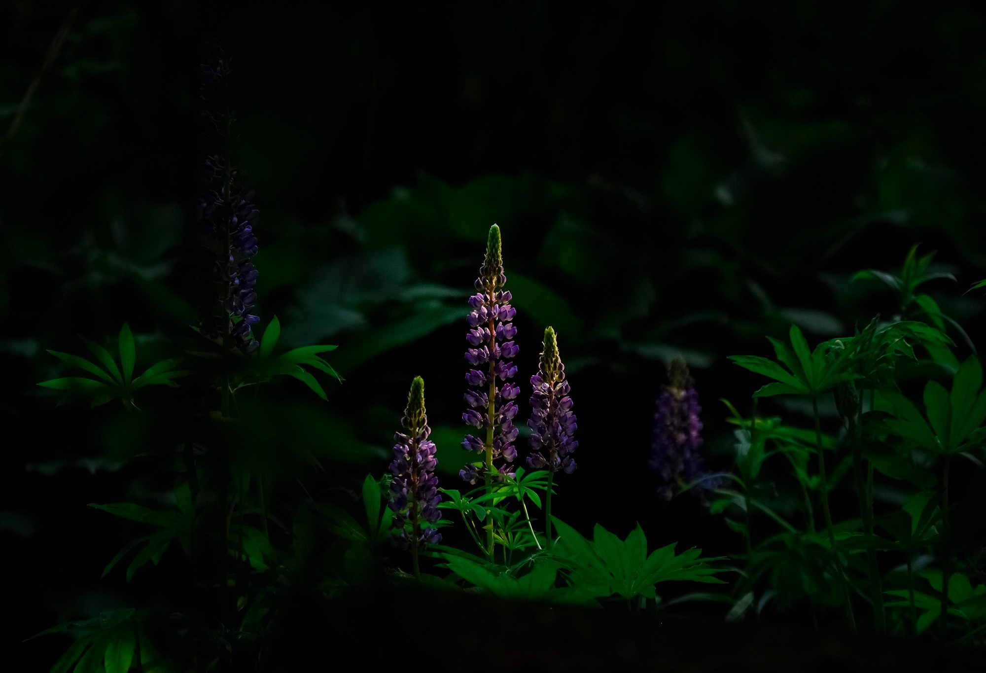 Goblincore, природа, фэнтези, нечисть, лес, гоблинкор, эльфы, фотосессии, костюмированные