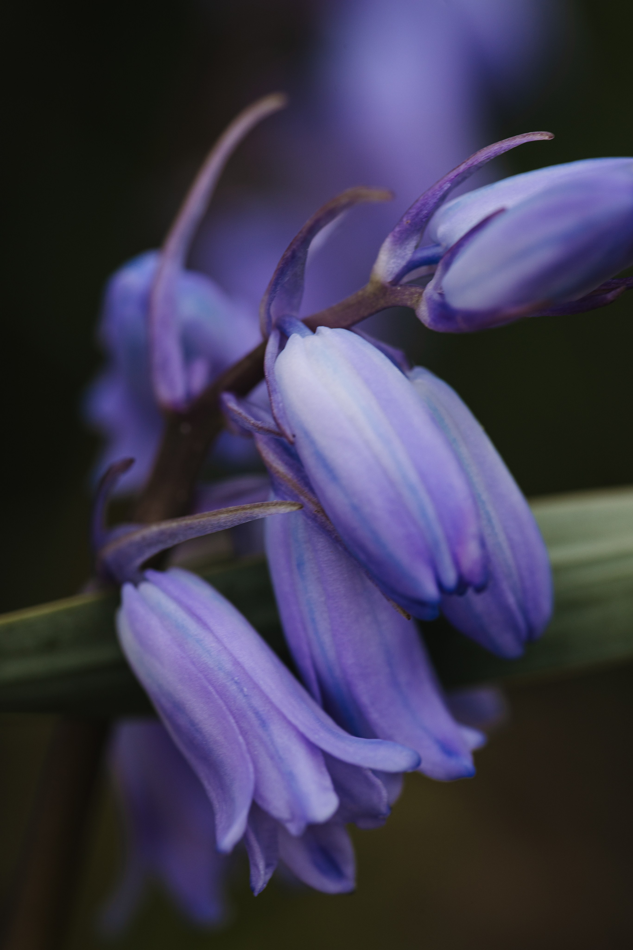 Macro. Фотограф на Юге России