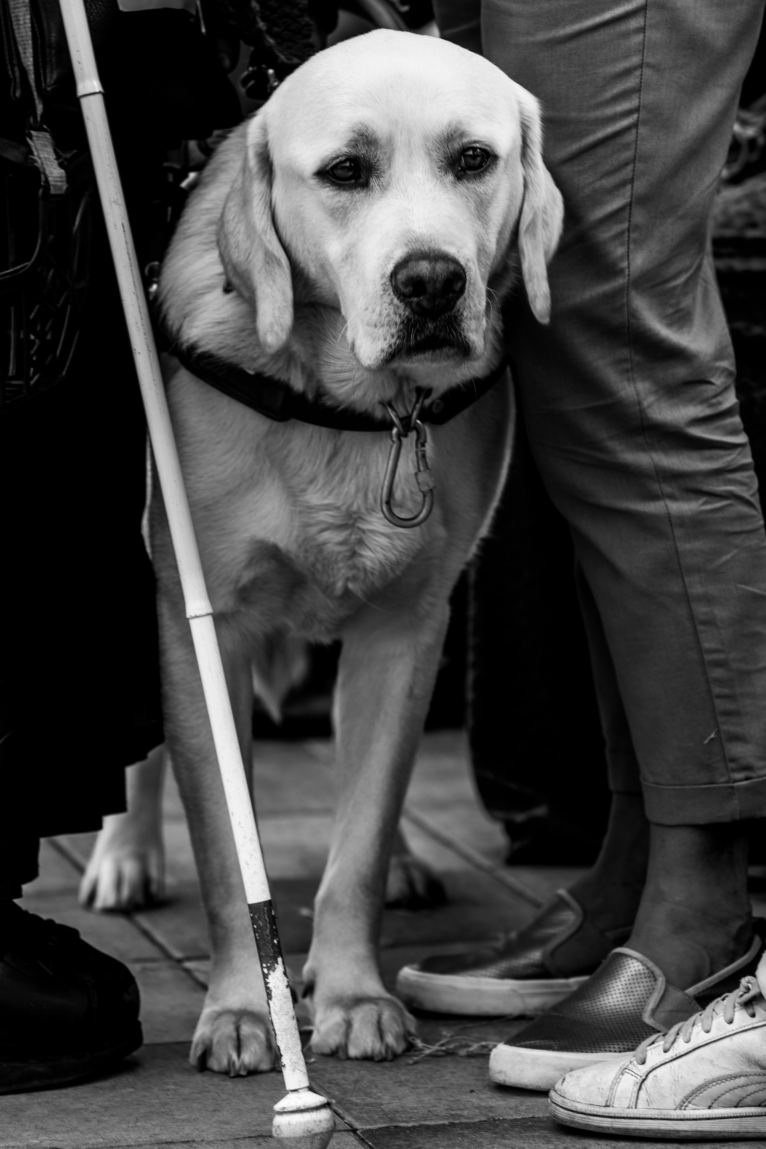 Съемка мероприятия: конкурс по танцам с собаками. Фотография. Юрий Савин
