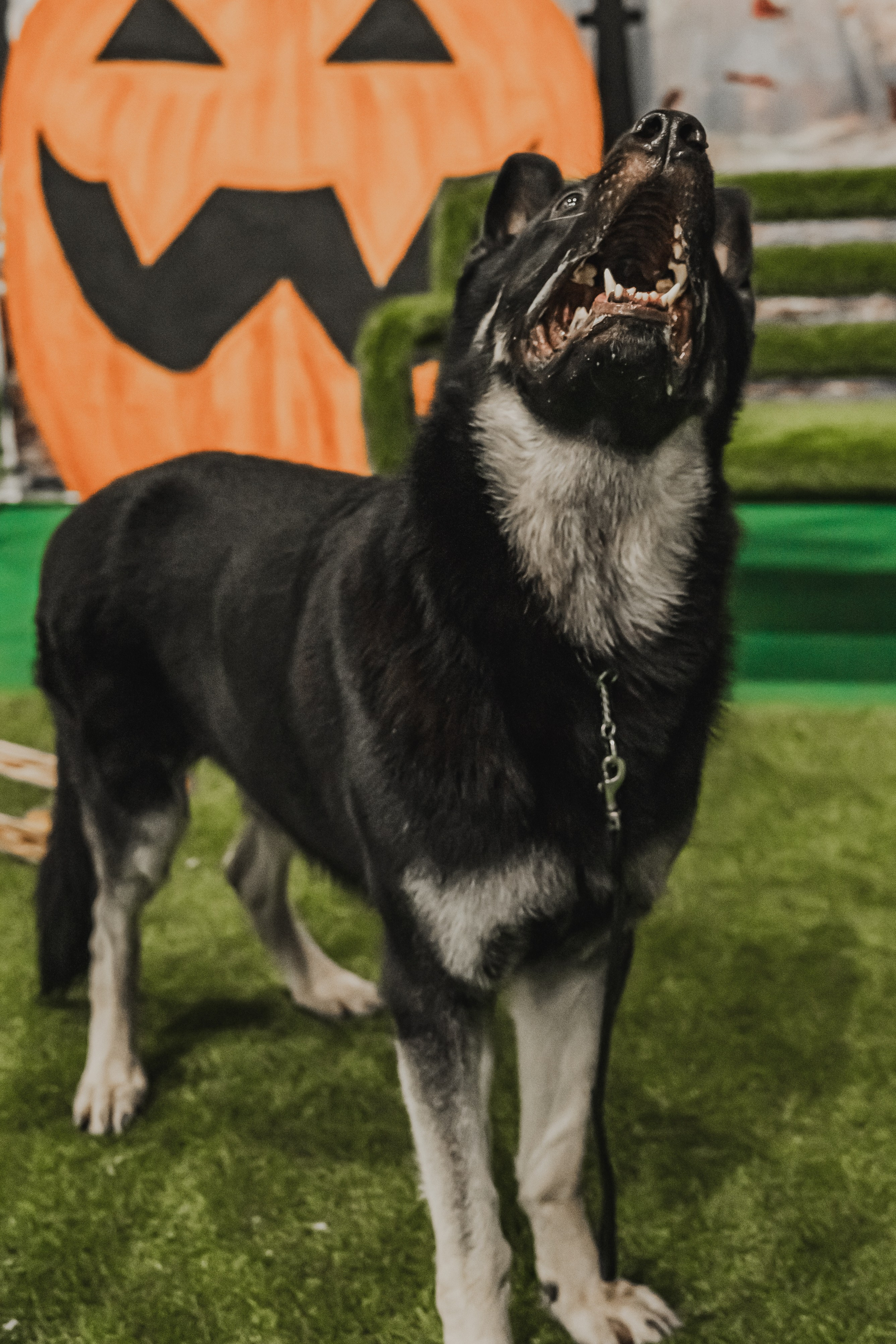 Международная выставка собак всех пород. Репортажный фотограф Анастасия Рубцова