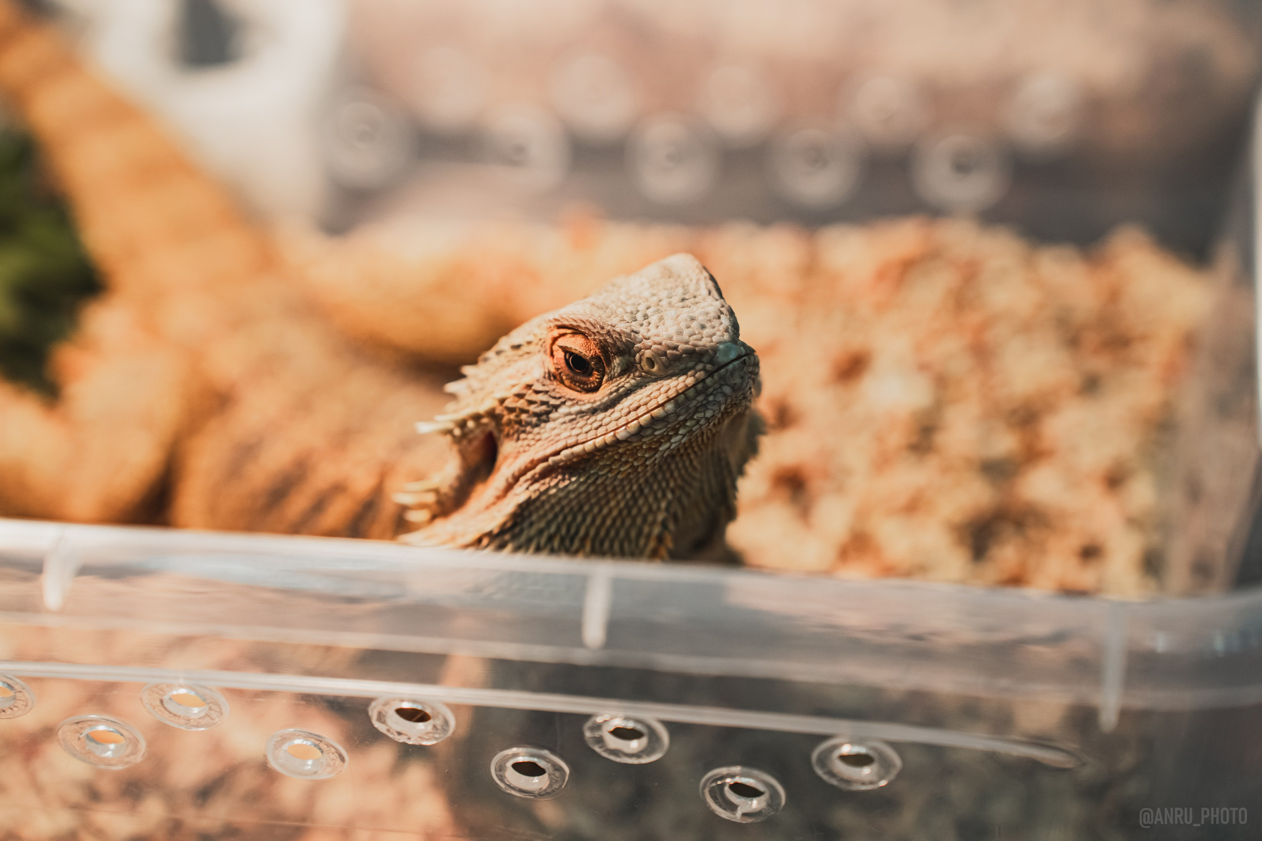 Fox Family fest. Репортажный фотограф Анастасия Рубцова