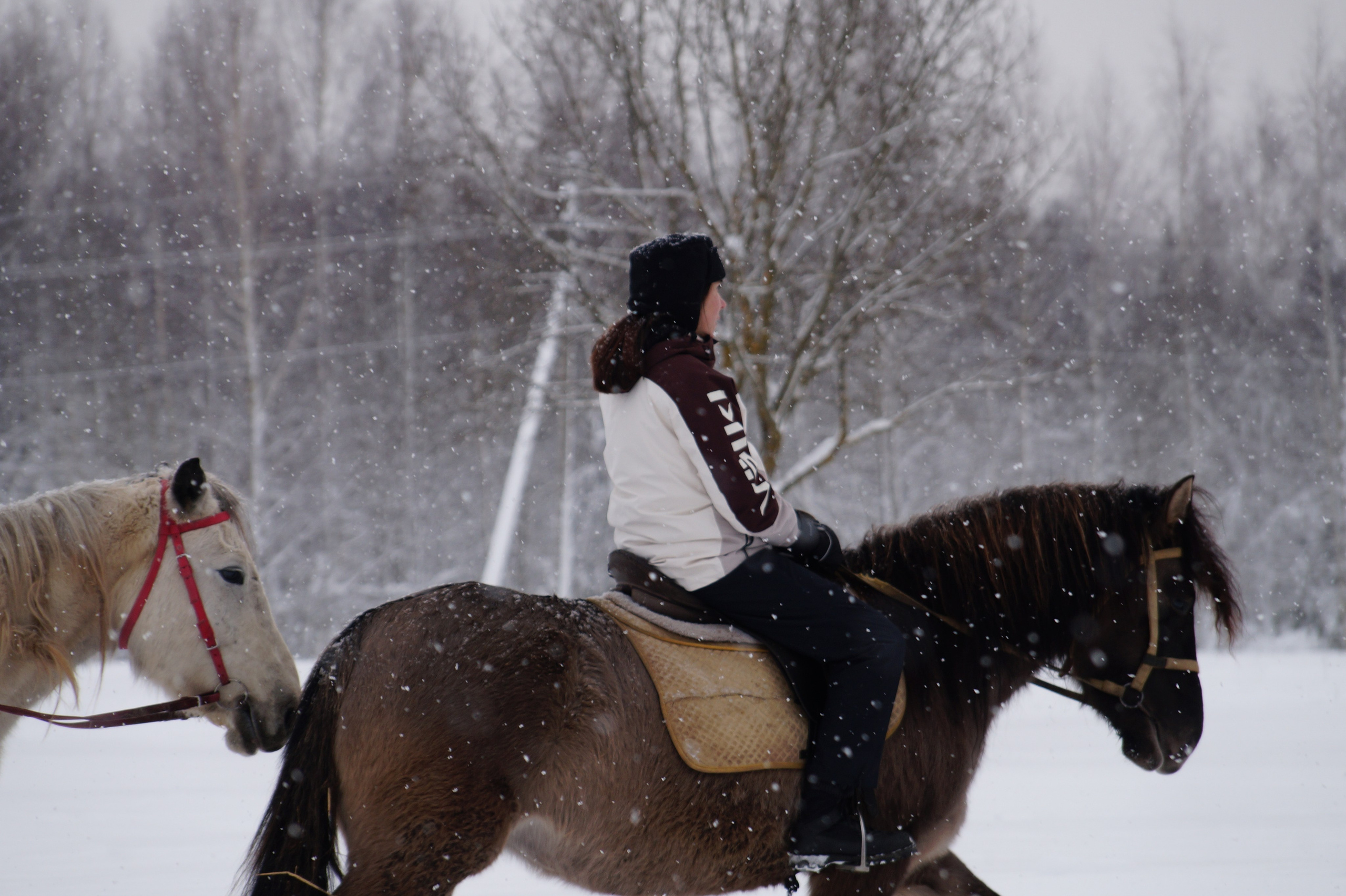 Лошадинг | 11.01.2026. Галерея Фантим