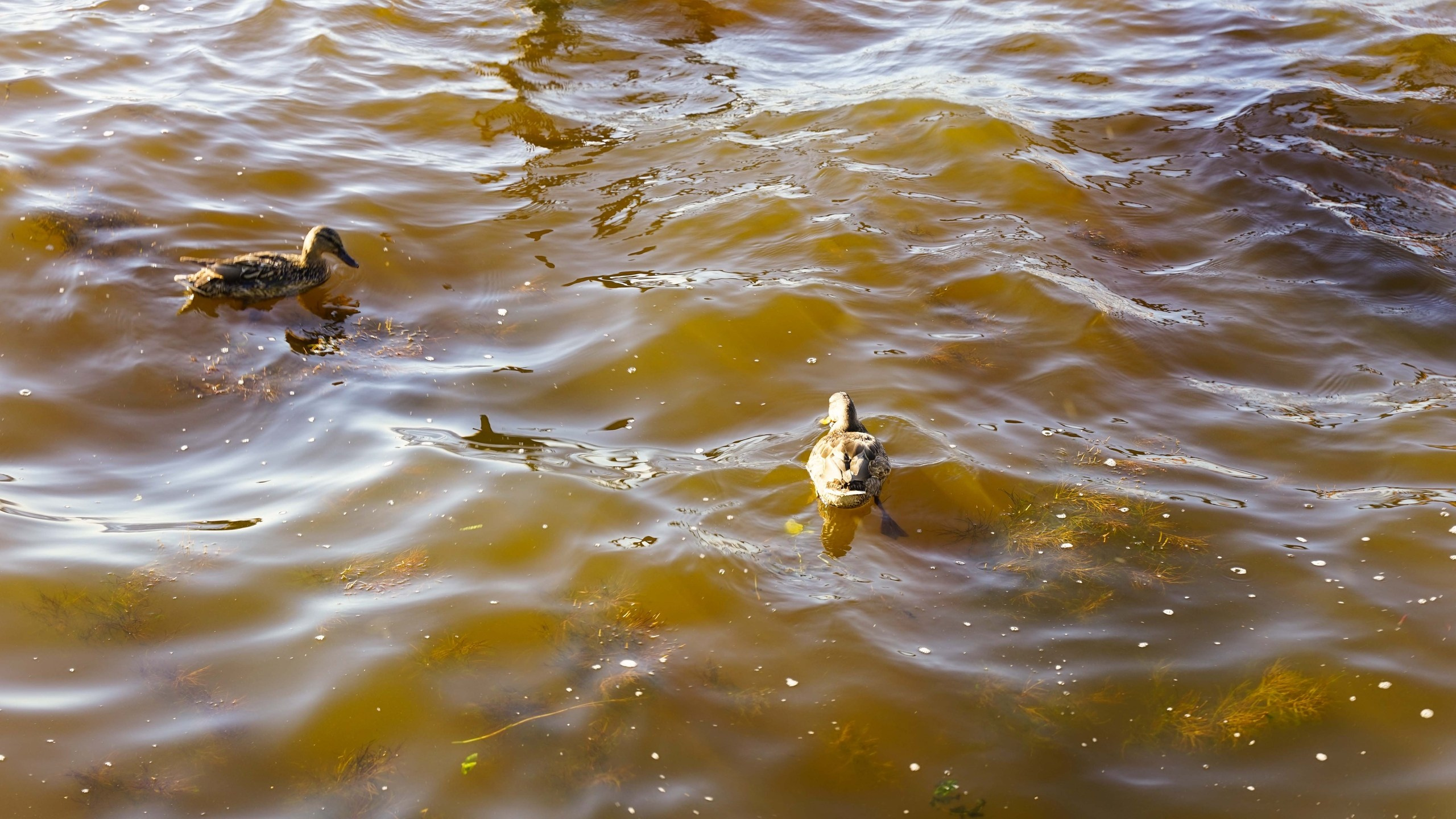 Шашлыки | 06.07.2024. Галерея Фантим