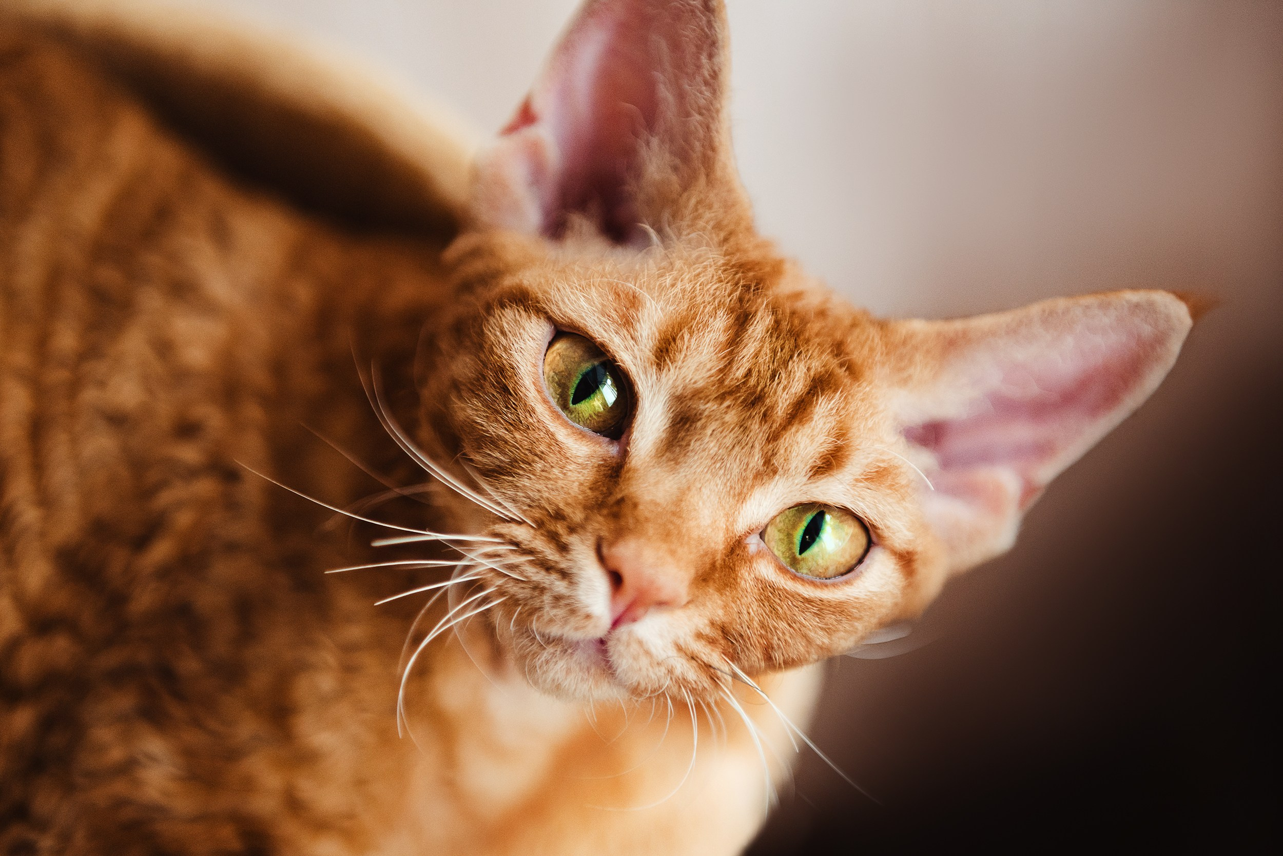 Кошка. Семейный Фотограф в Москве Ирина Хохлова