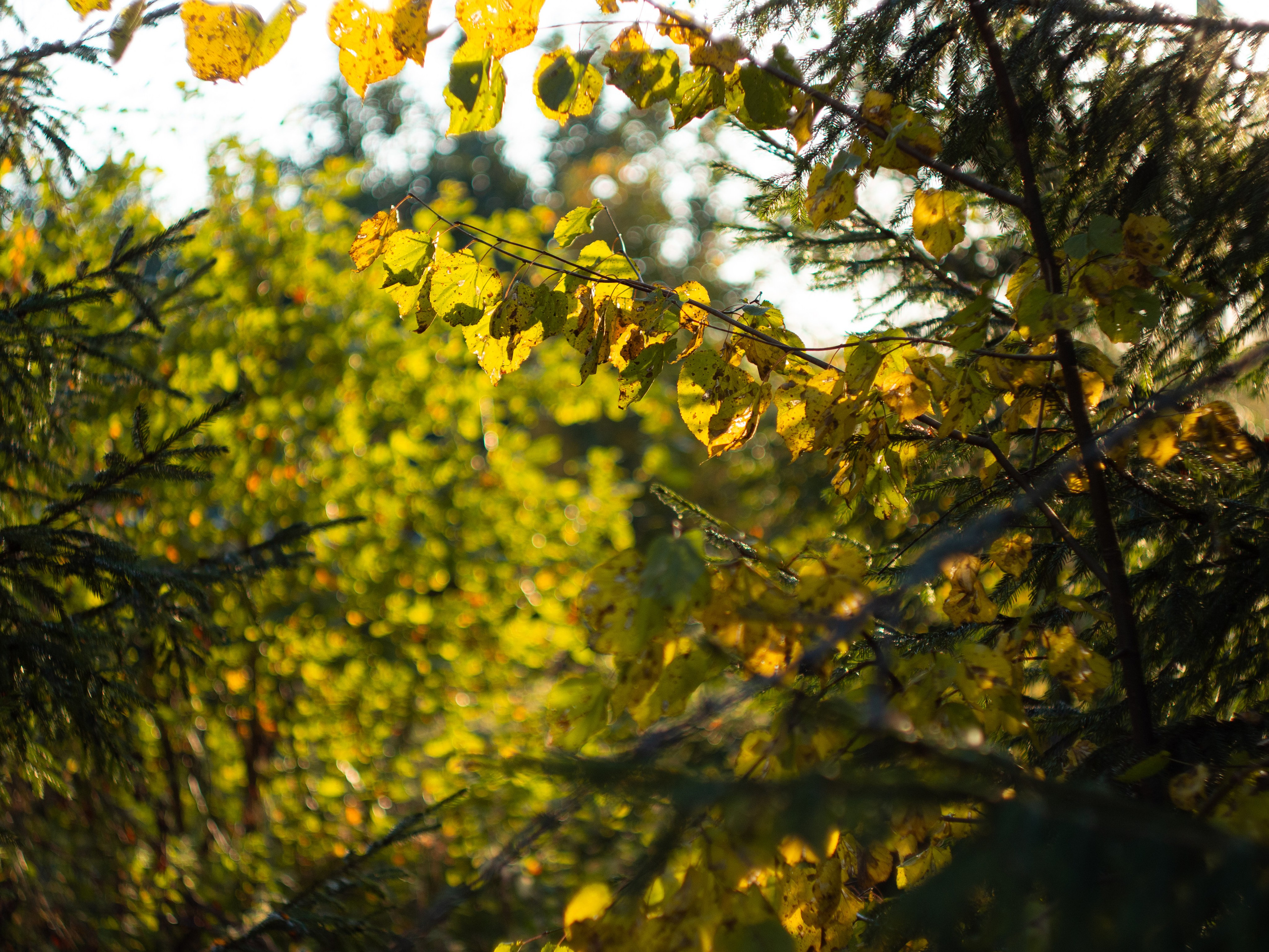 20230923-25 Родники. Дмитрий Ремизов. Фотография, как хобби