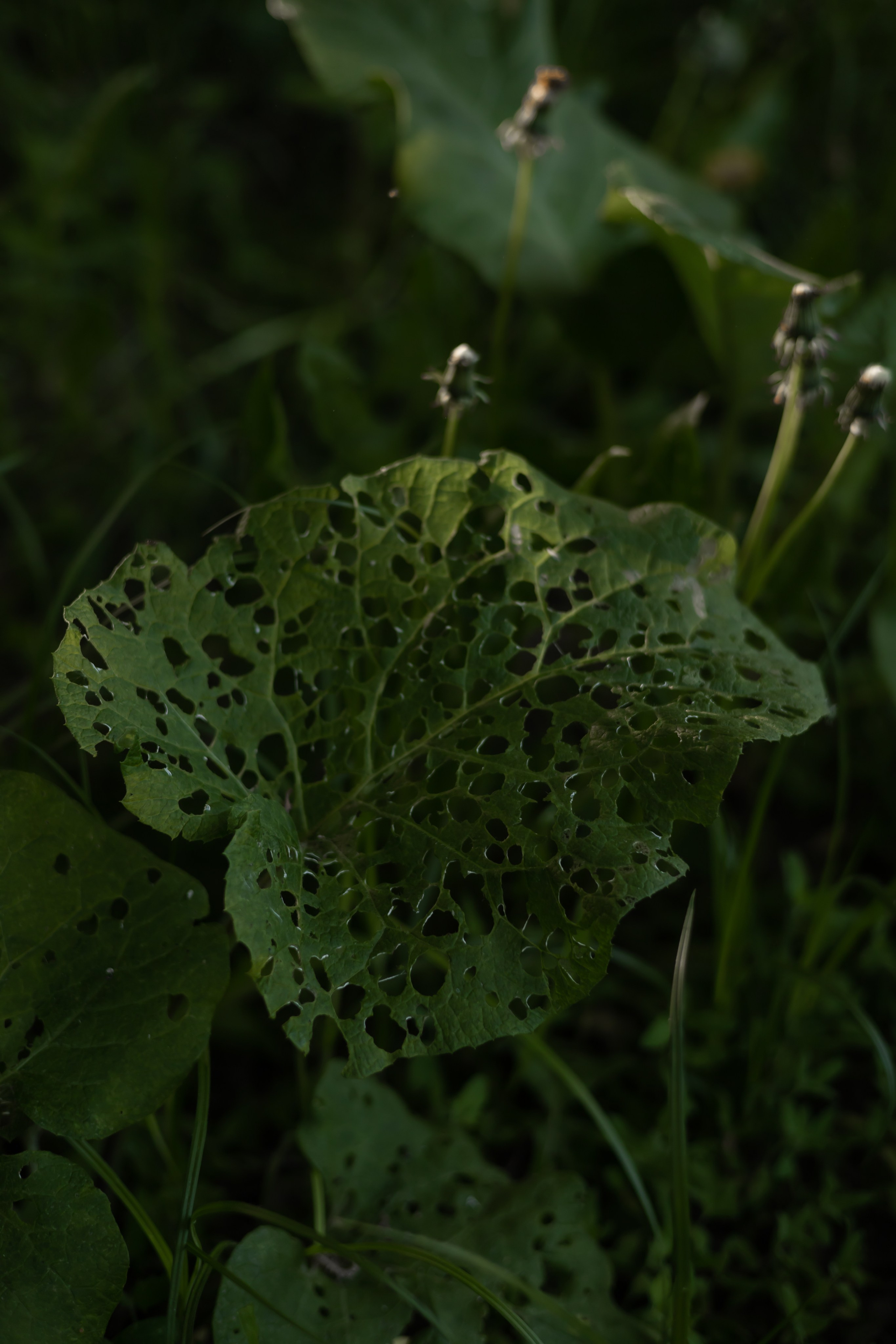 DINARA. Фотограф Элла Ефимова