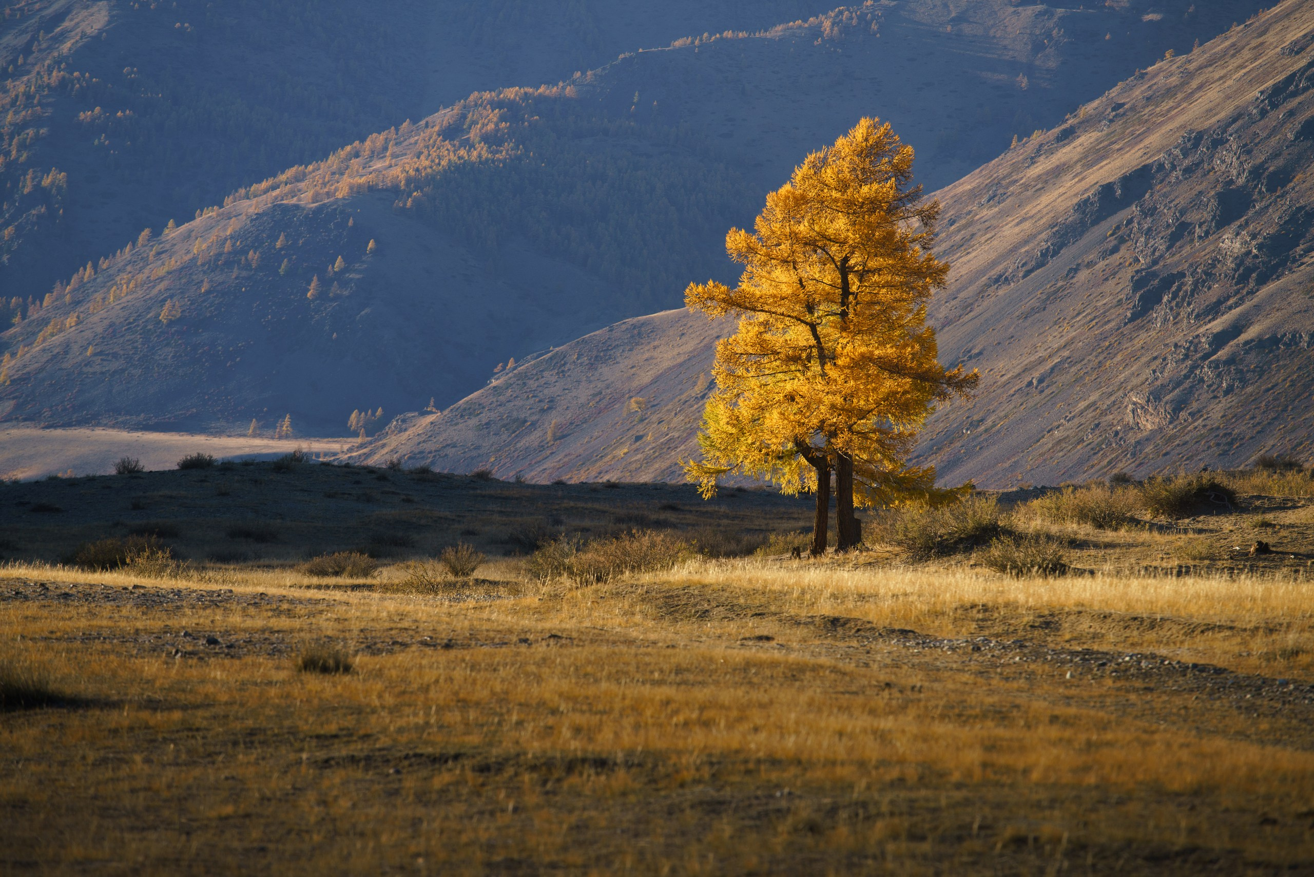 Алтай. Фотограф в Красноярске Нерозя Александр. Пейзаж, природа, портрет