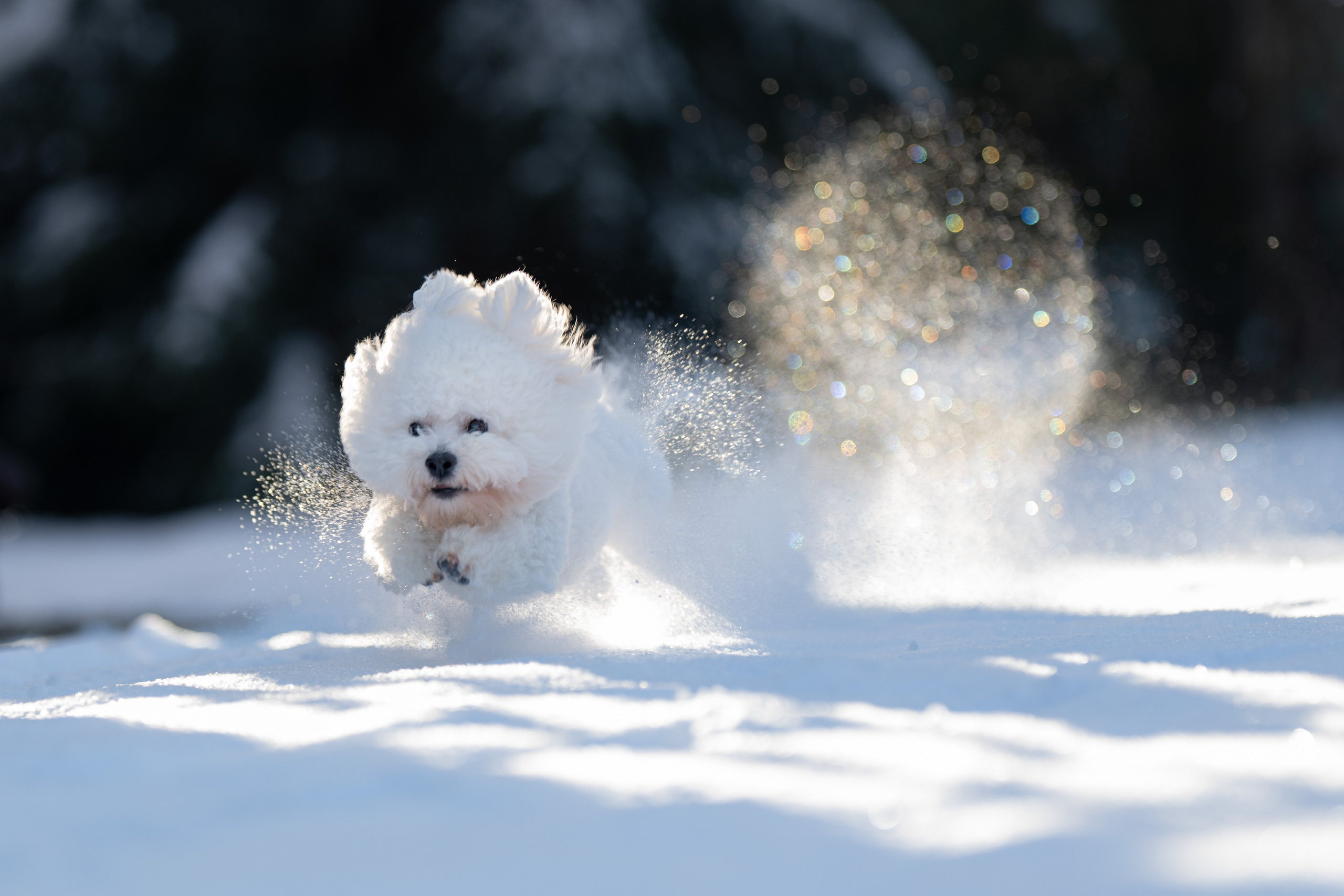 Первый снег 16 ноября 2025. -