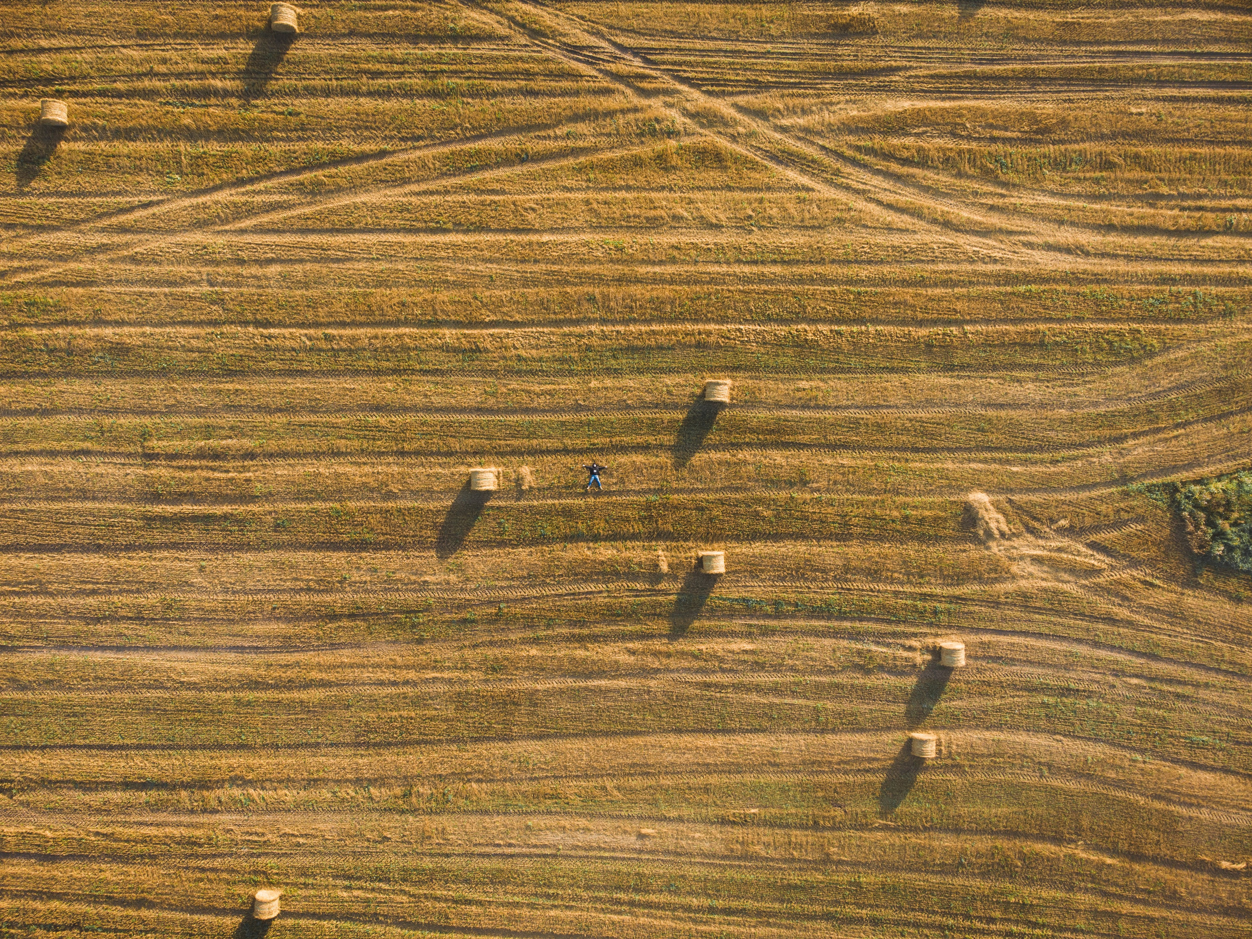 Поле с рулонами сена, утро, туман