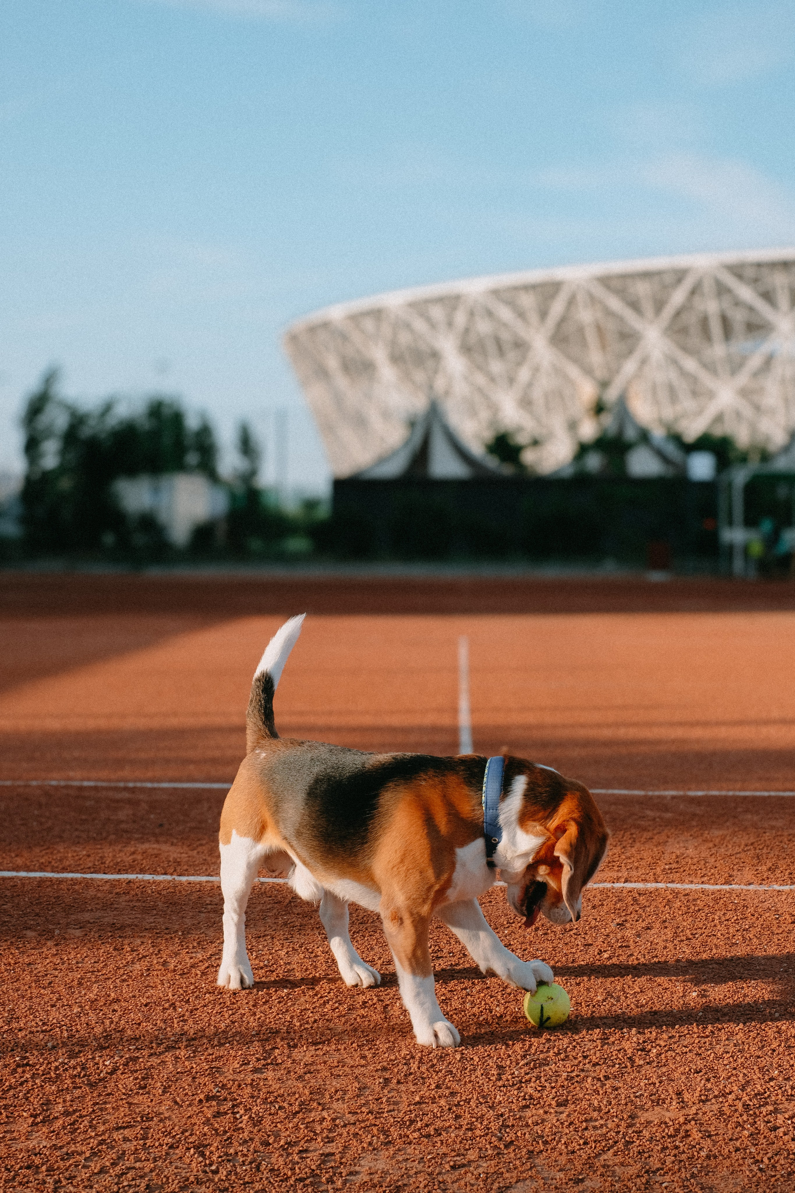 Теннис. ФОТОГРАФ АННА КАЗАРЯН