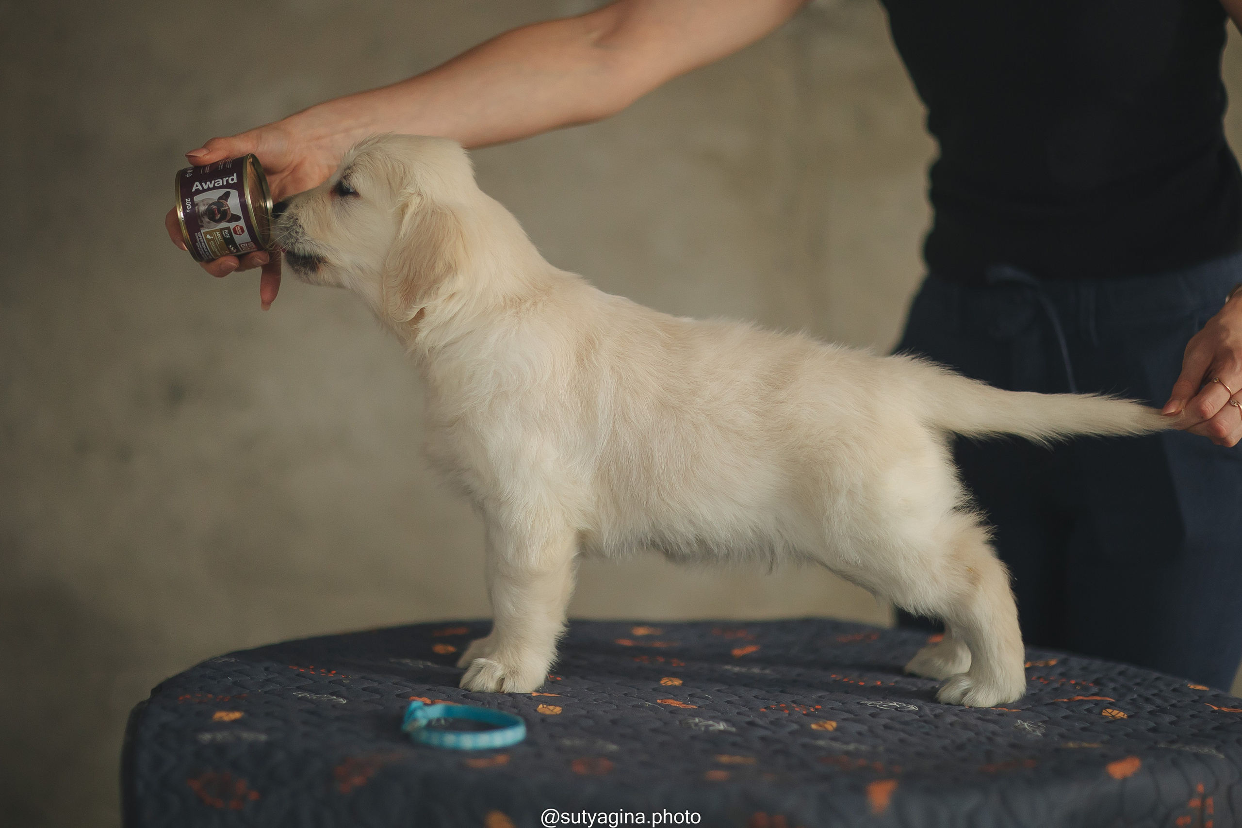Голубой ошейник. Свадебный и женский фотограф