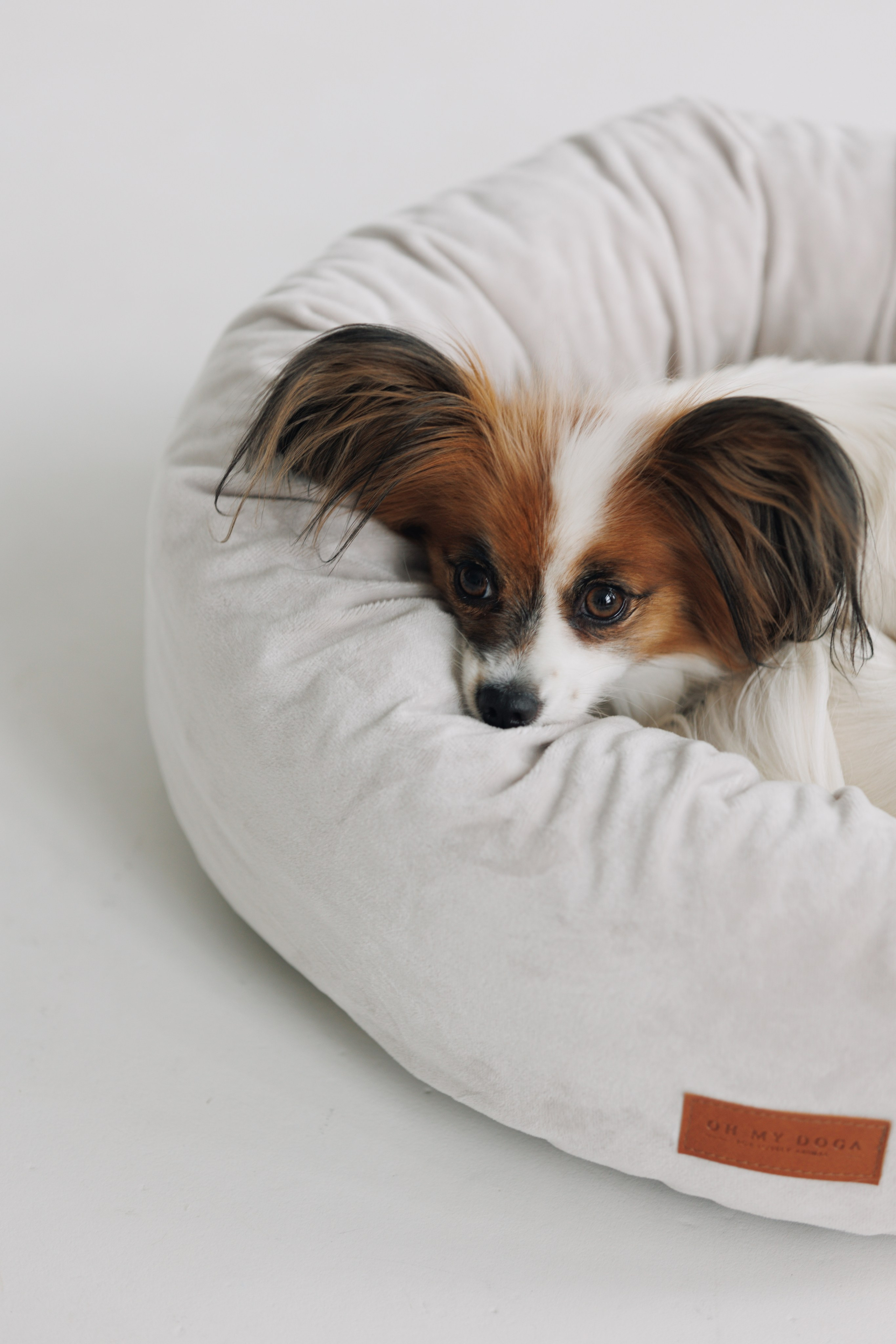 OH MY DOGA. Фотограф анималист Кристина Карпова, Москва