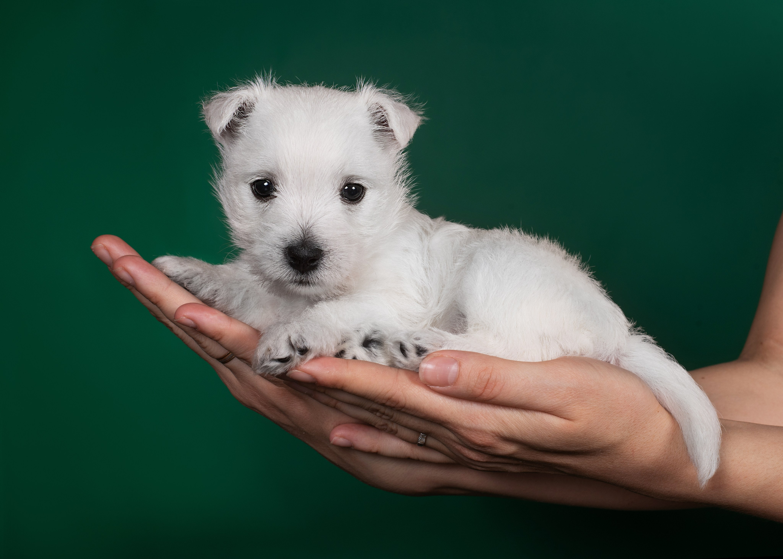 Щенки вест хайленд. Дог-фотограф в Тюмени Александра Королева