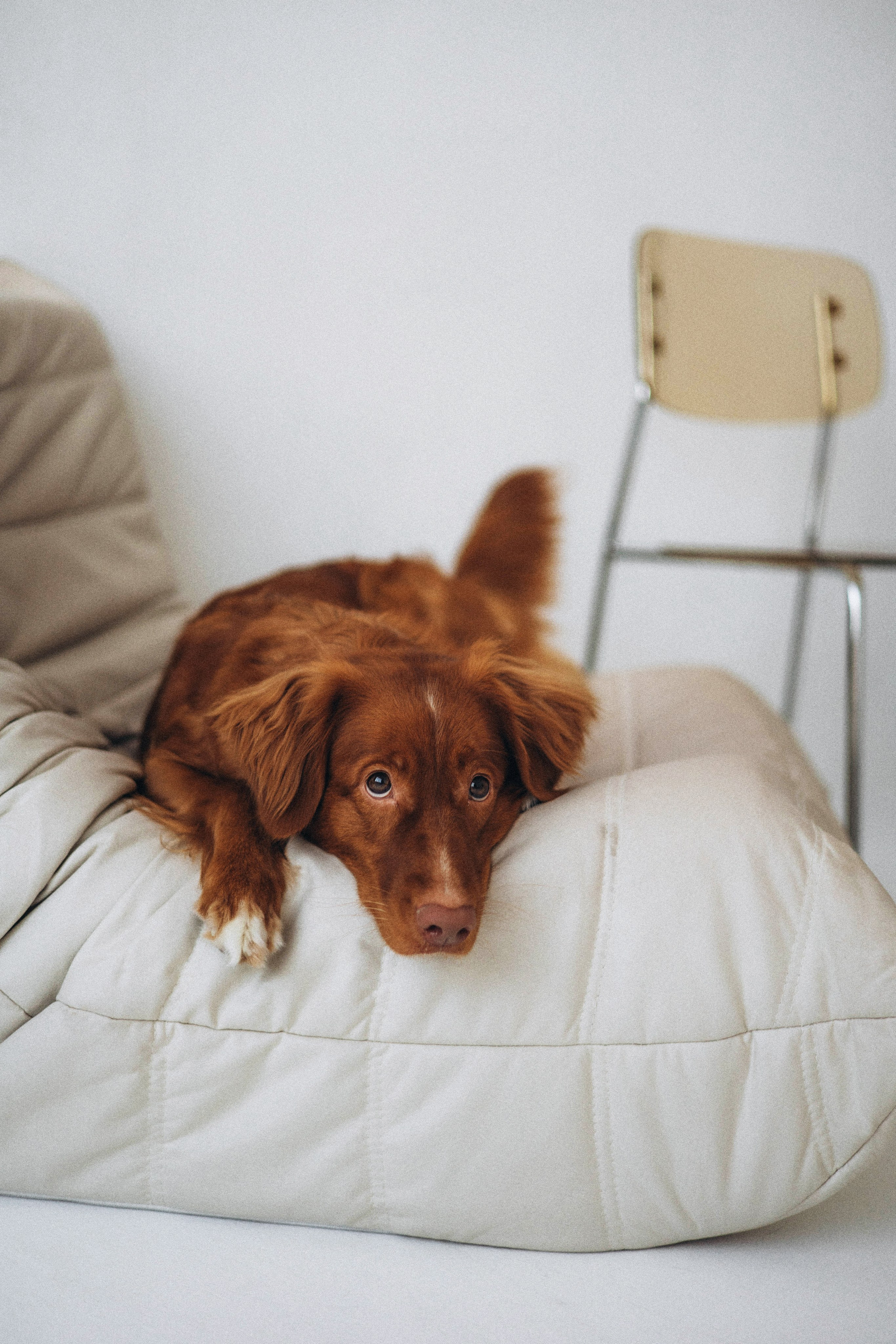 Аня и Лея. Фотограф-анималист Богданова Полина