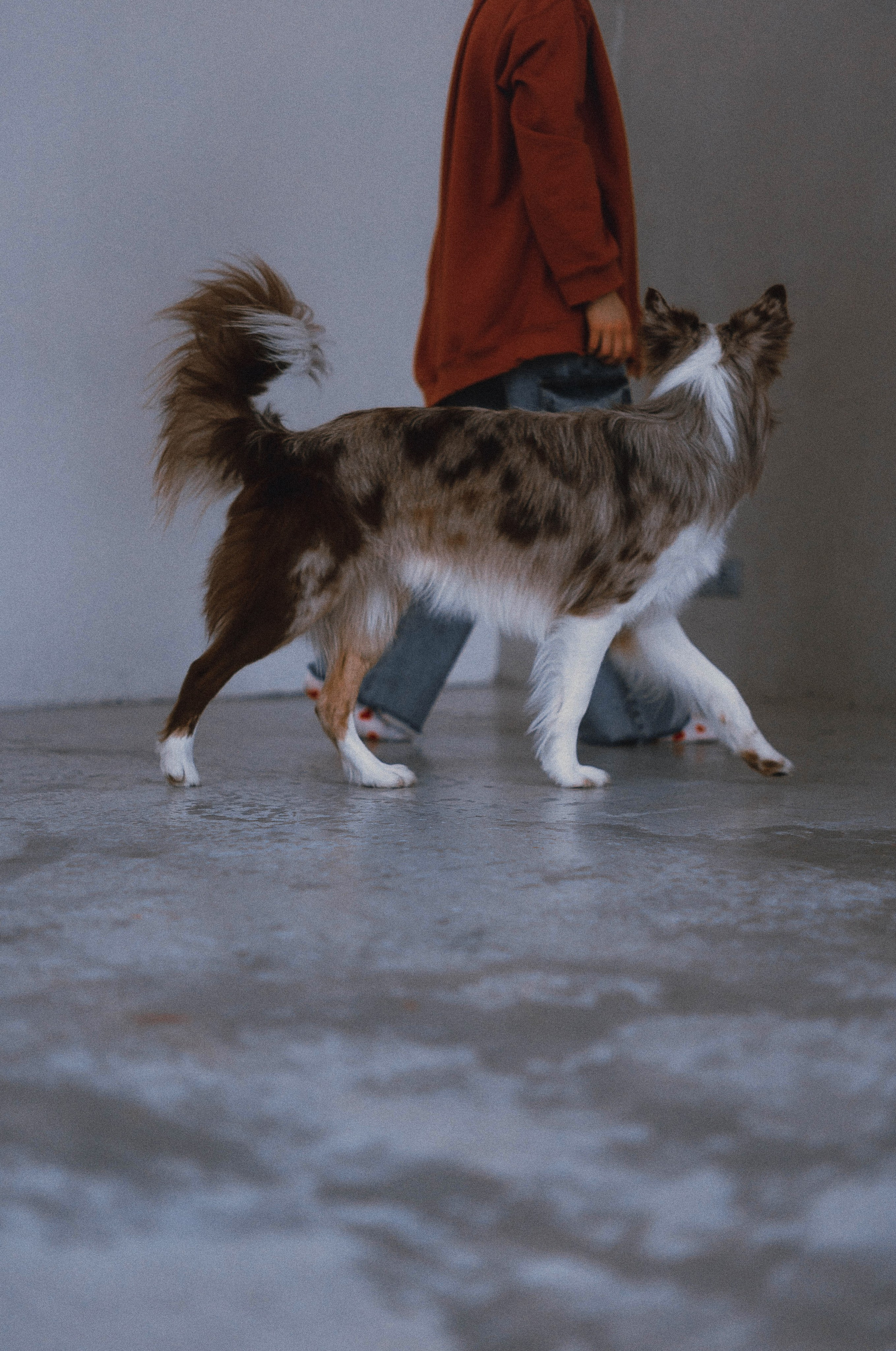 Аня и Дэймон. Фотограф-анималист Богданова Полина