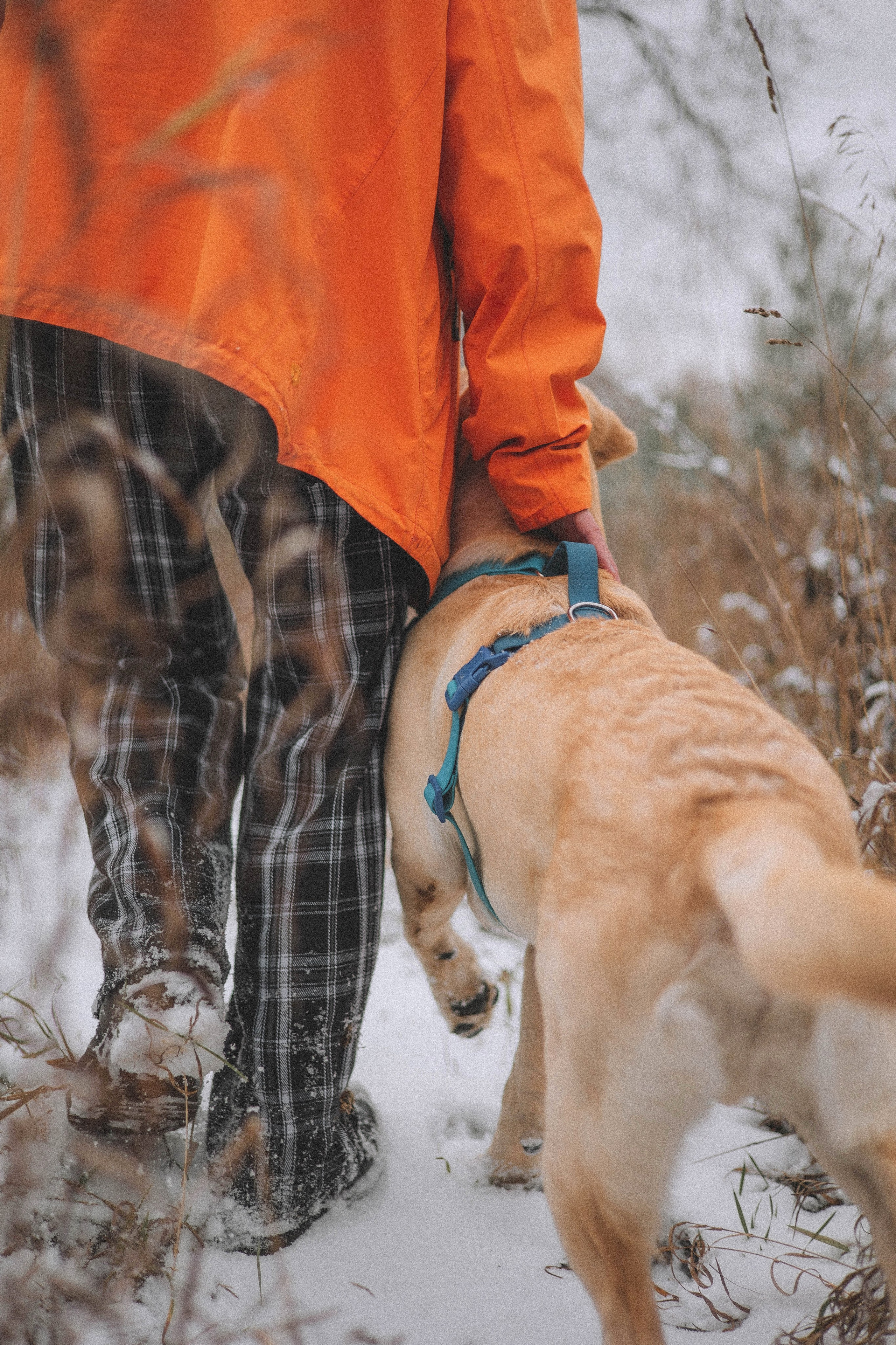 Маргарита и Варди. Фотограф-анималист Богданова Полина